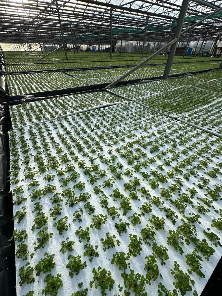 Image source: Irish Plants International
