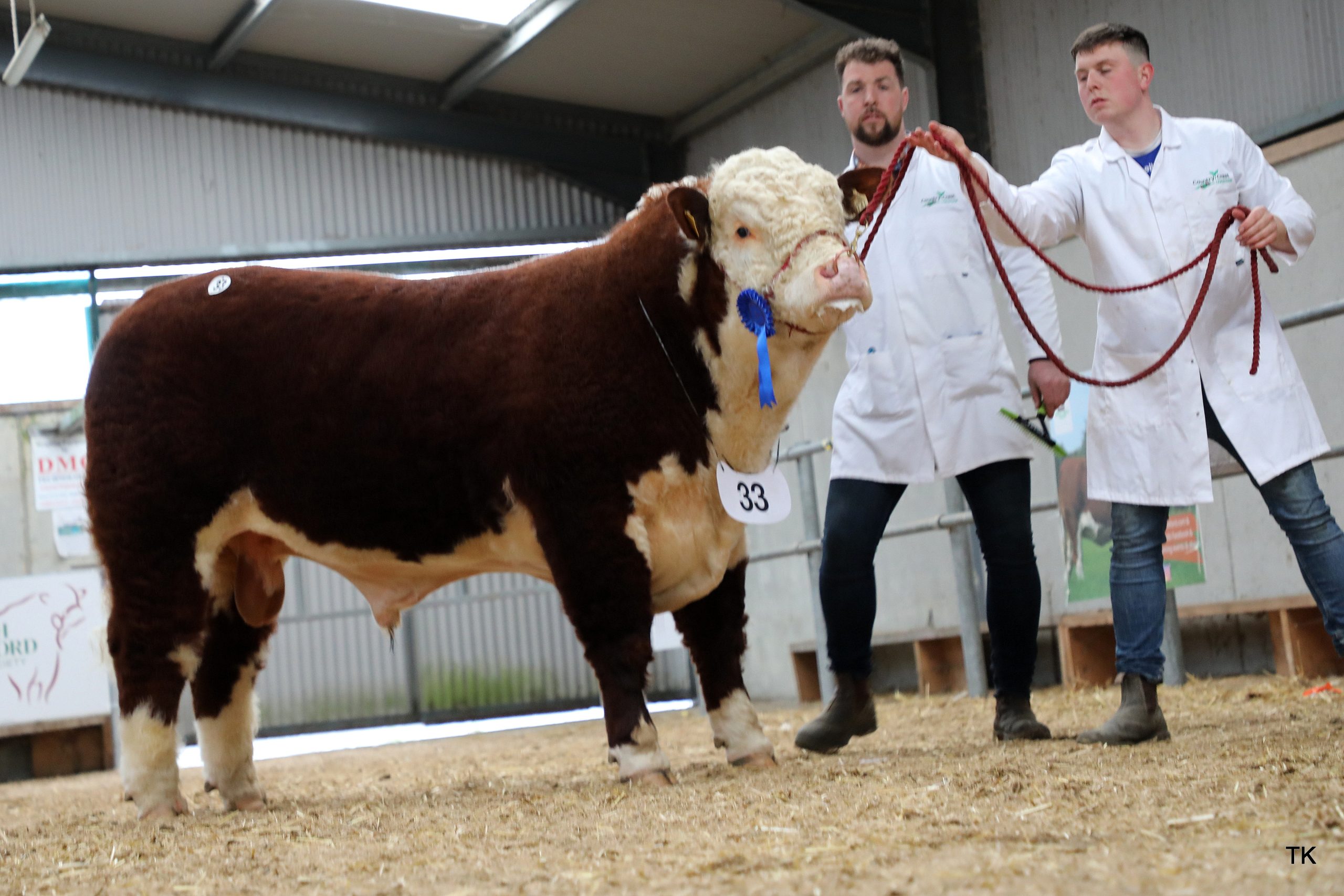 L-r: Niall Maguire and Oisin Cassidy pictured with the top-priced bull Country Crest Brooks HH that sold for €8,600