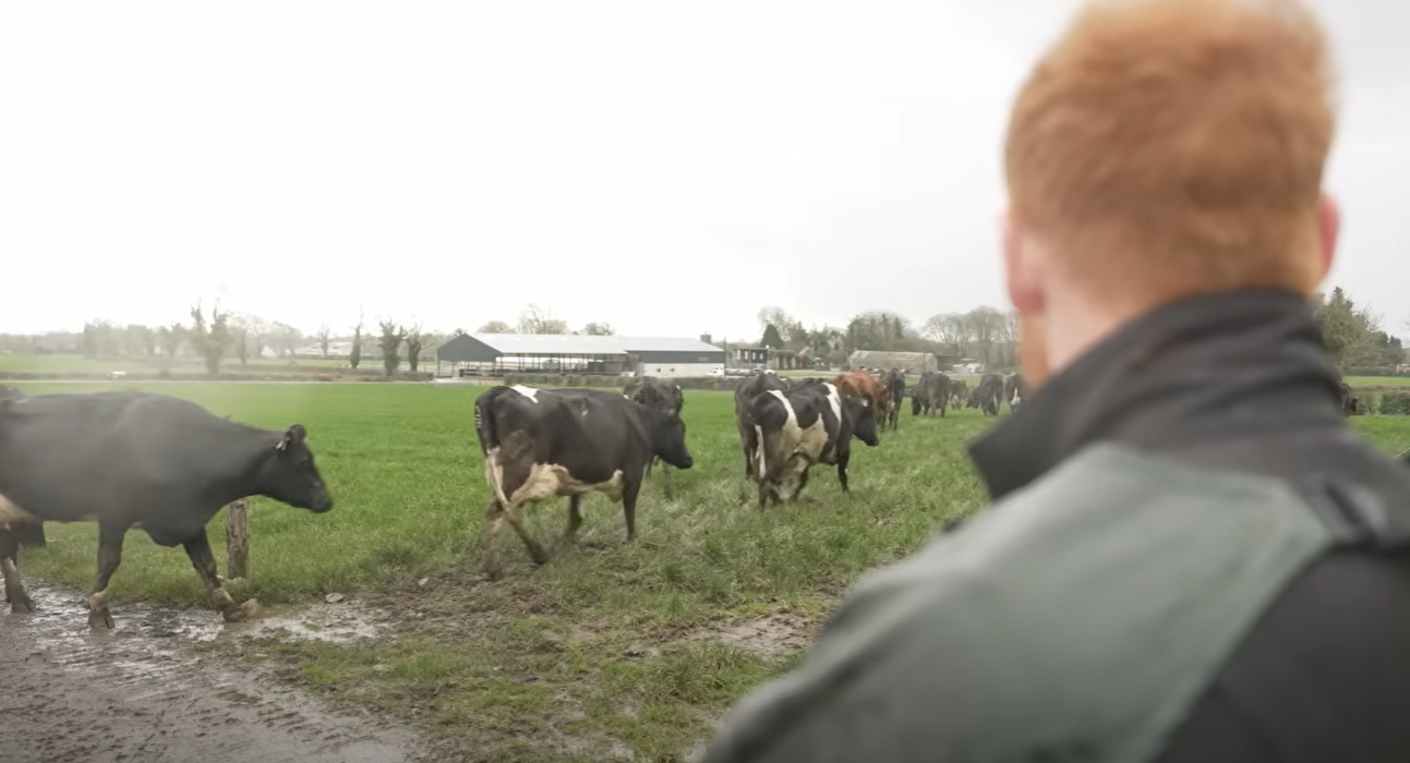 Eoin Corrigan inspecting his cows as they go out to fresh grass