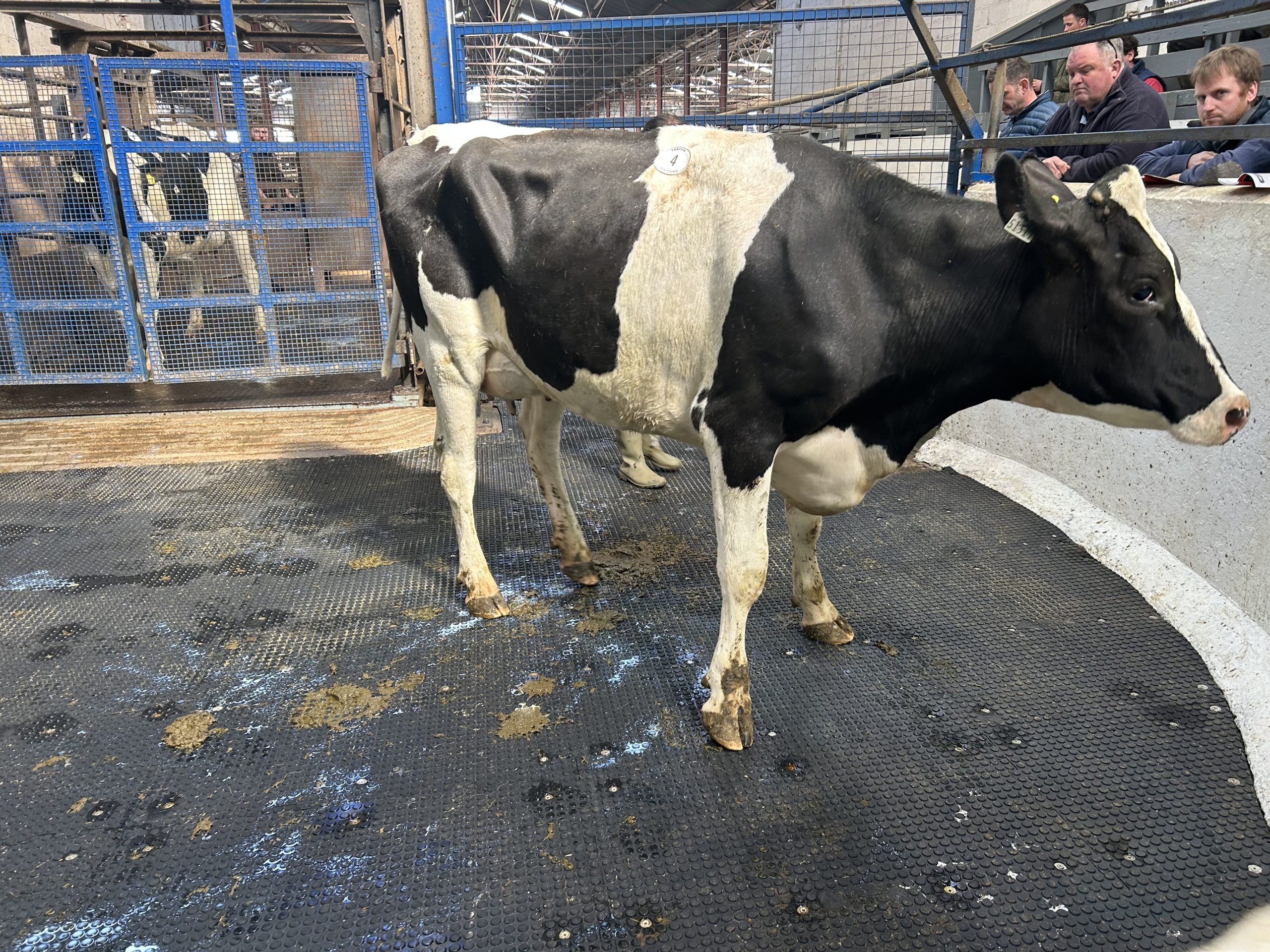 Greenlea Cyprus Pledge produced 8,732kg milk in 1st lactation, sold for €2,900