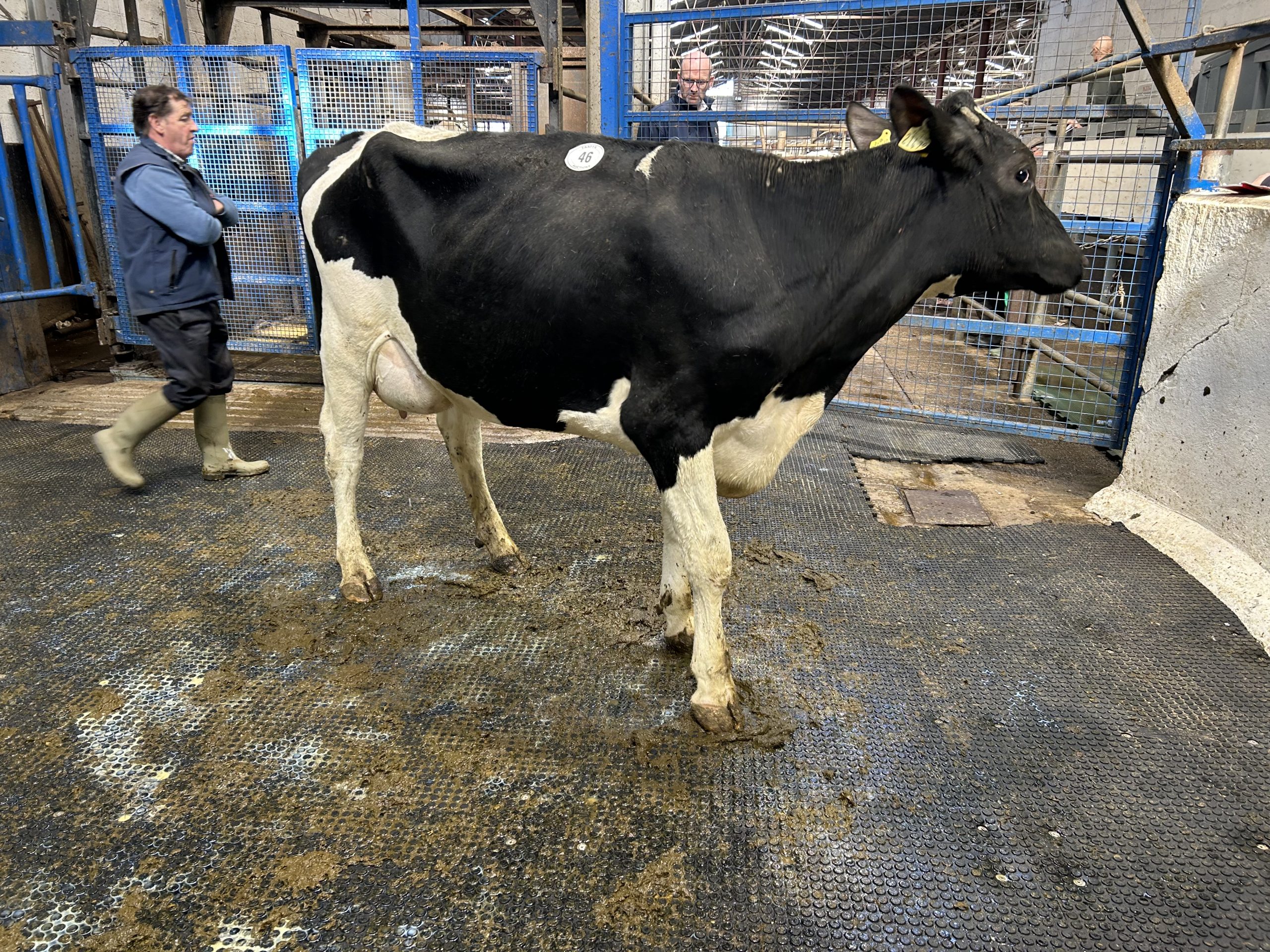 Ballydoogan Vader Vera 479, EBI of €271, sold for €2,700