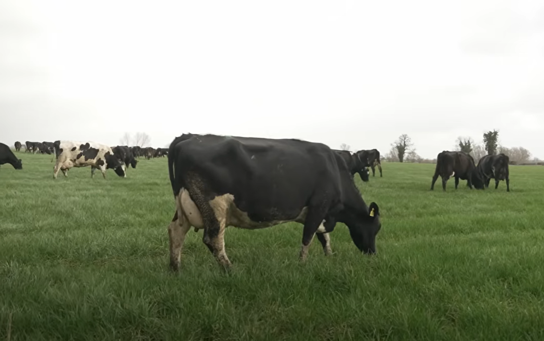 Eoin Corrigan's herd of cows out grazing