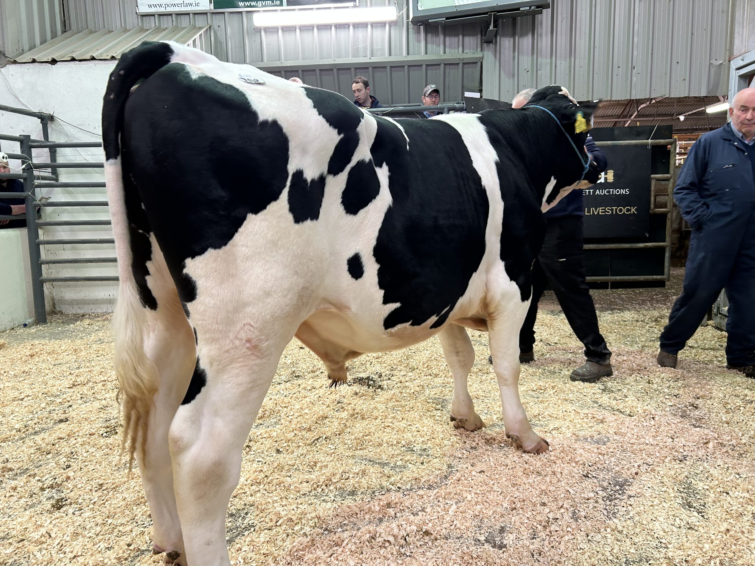 Lot 8: Monamore Earlymarch sold for €7,000