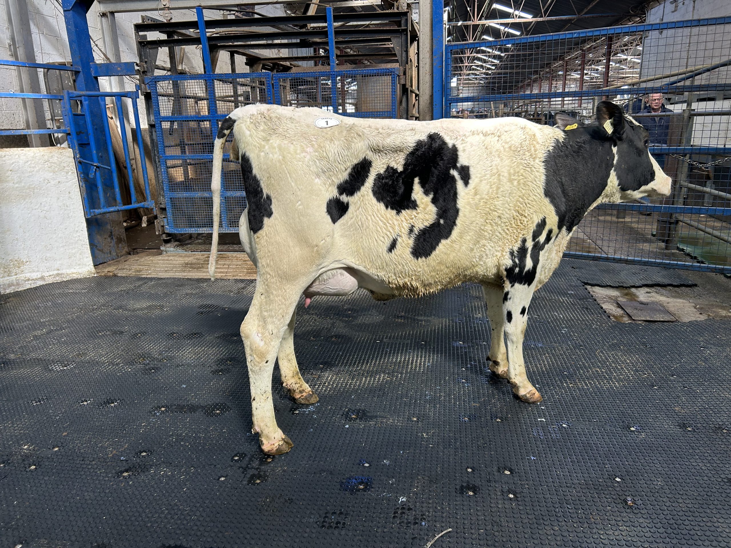 Cannonstown Rolan Bellbrook sold for €2,900