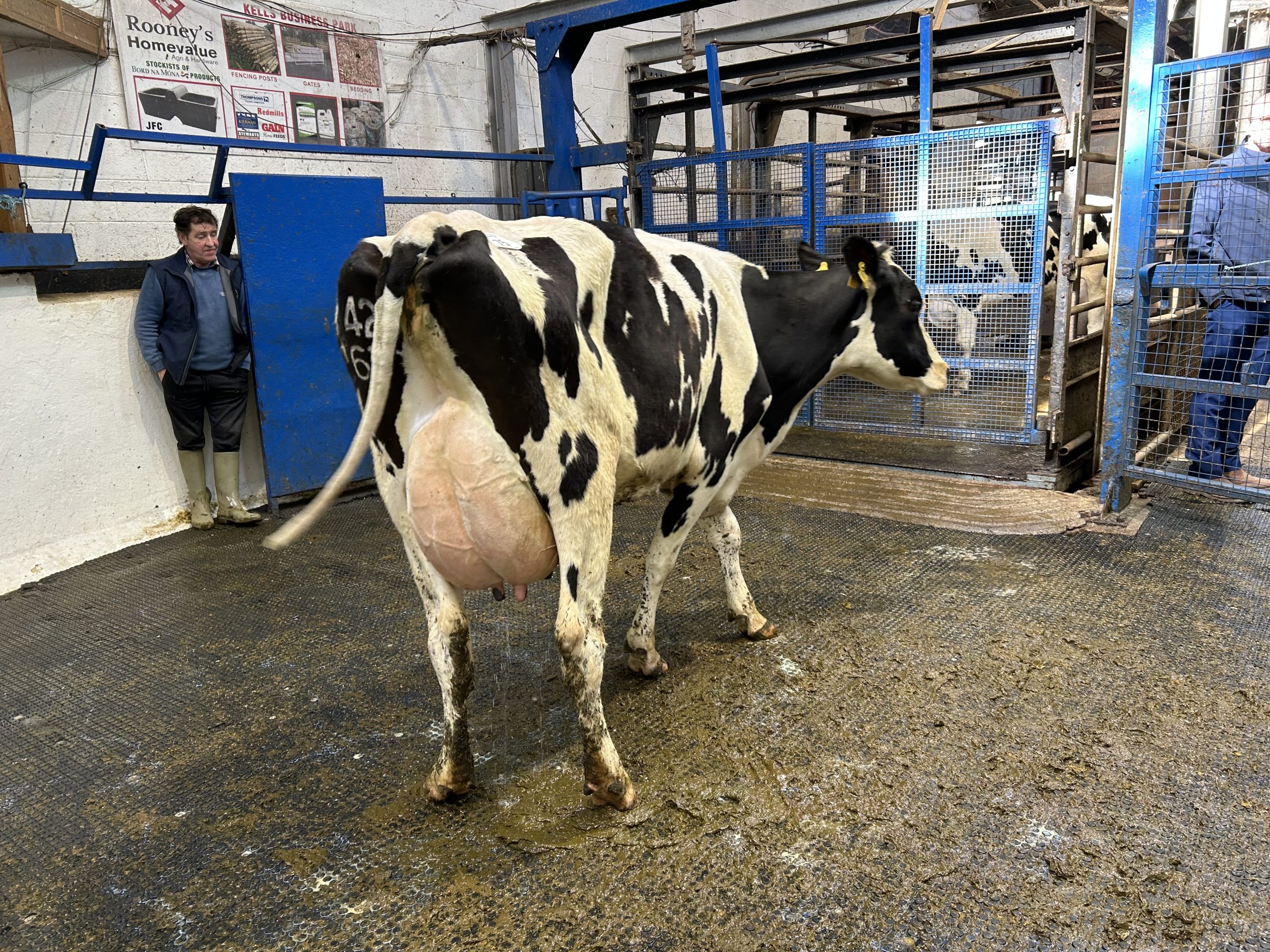 Bunacloy Ha Ronald Jomo, EBI of €220, producing 38L/day sold for €2,500