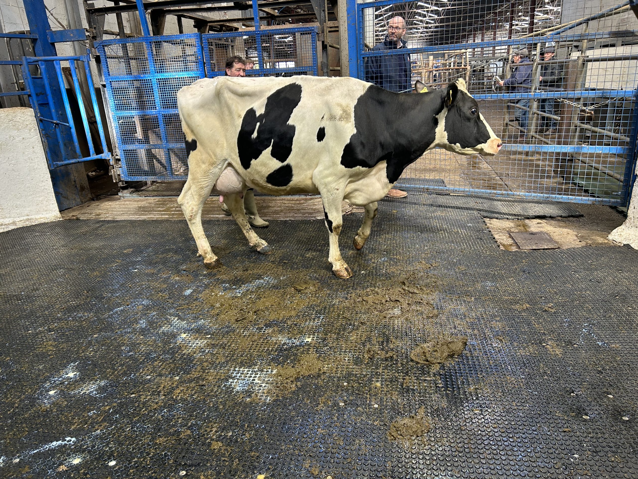 Cannonstown Hurricane Anna, produced 583 kgs/MS last lactation, sold for €3,000