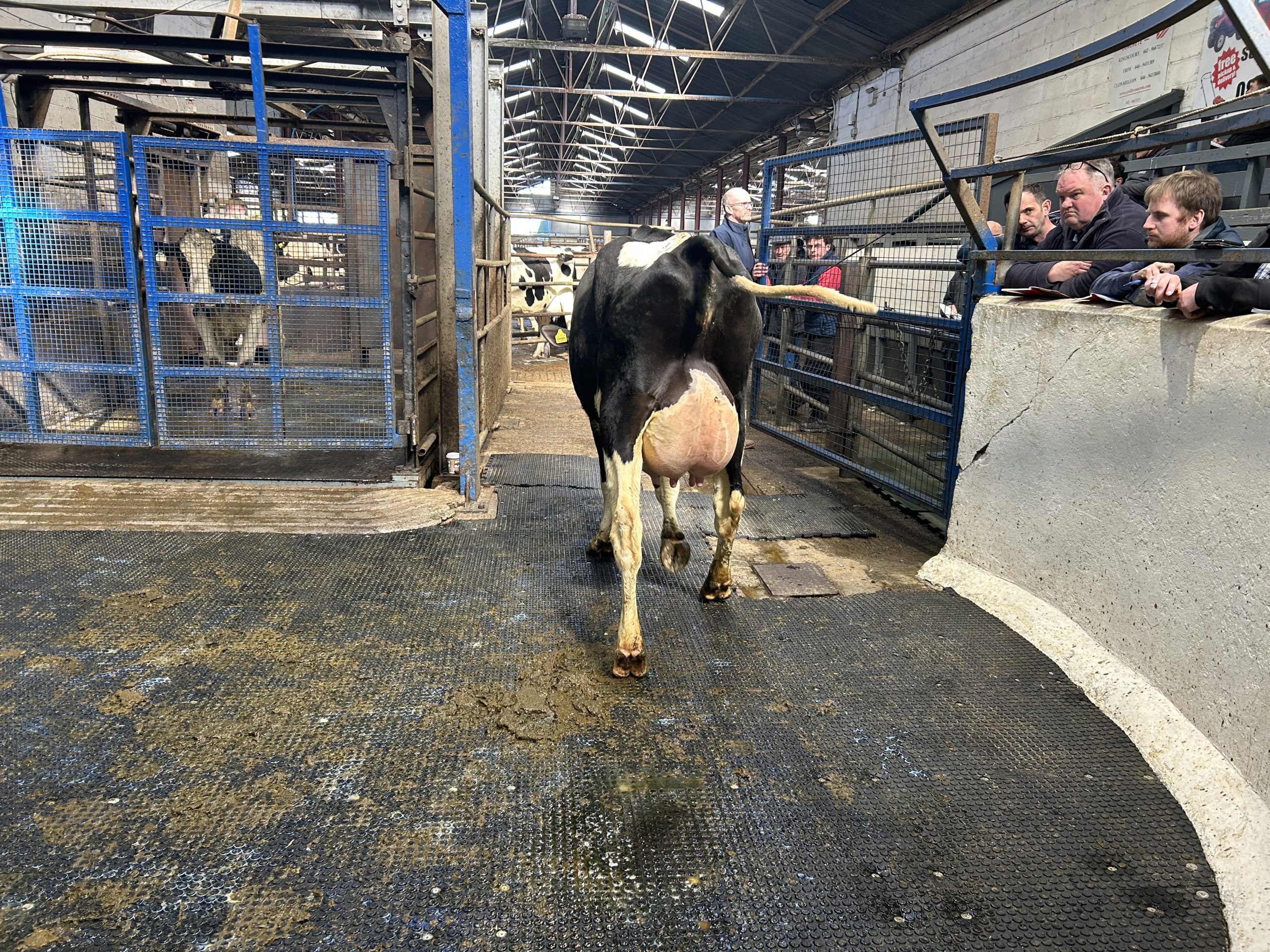 Cannonstown Eisaku Sandra 2 sold for €3,550