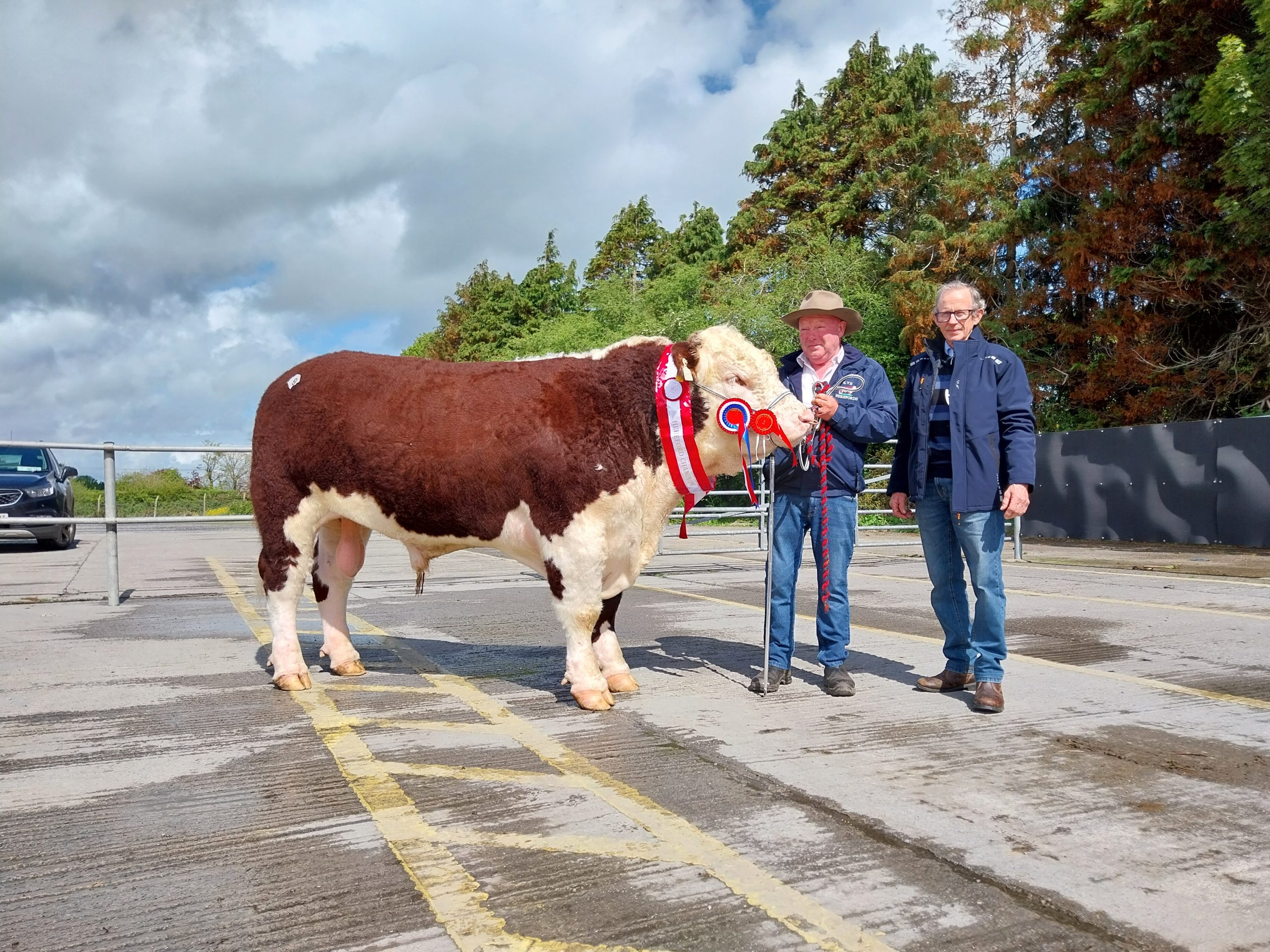 Champion Kye Commander 032 HH with breeder Padraig McGrath and judge Michael Bird. This bull sold  for €5,000