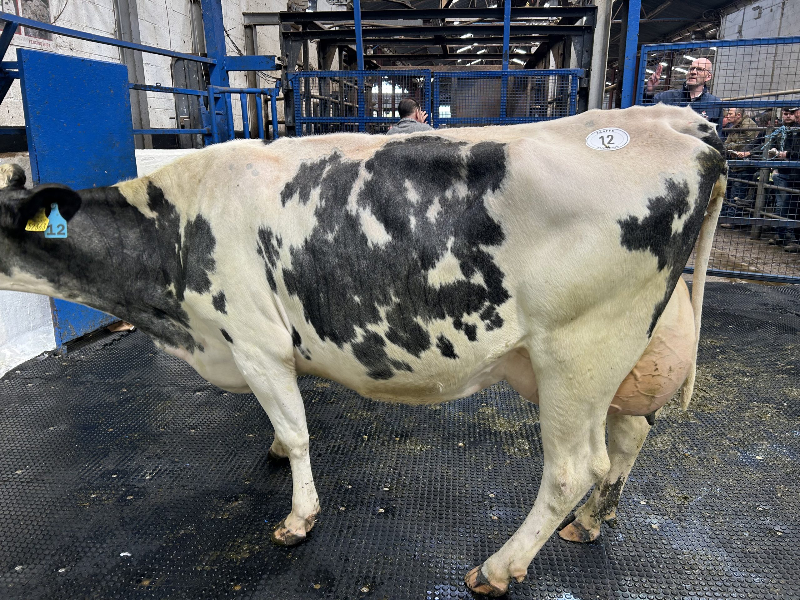 Lot 12: Greenhills Crystal Fame, EBI of €213, produced 524kg of MS in her second lactation sold for €4,050