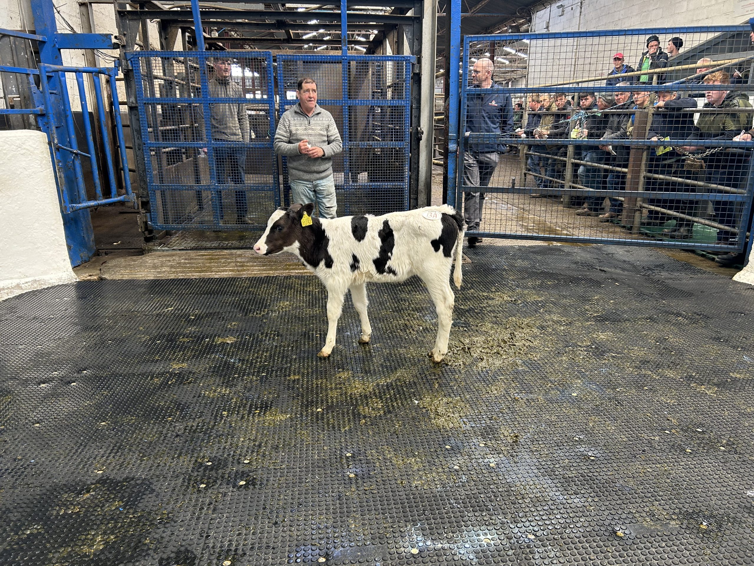 EBI of €281: Sired by Cloonigney Lobster and dam Greenhills Dandyman Fame, who produced 620kg of MS last year. Sold for €1,100