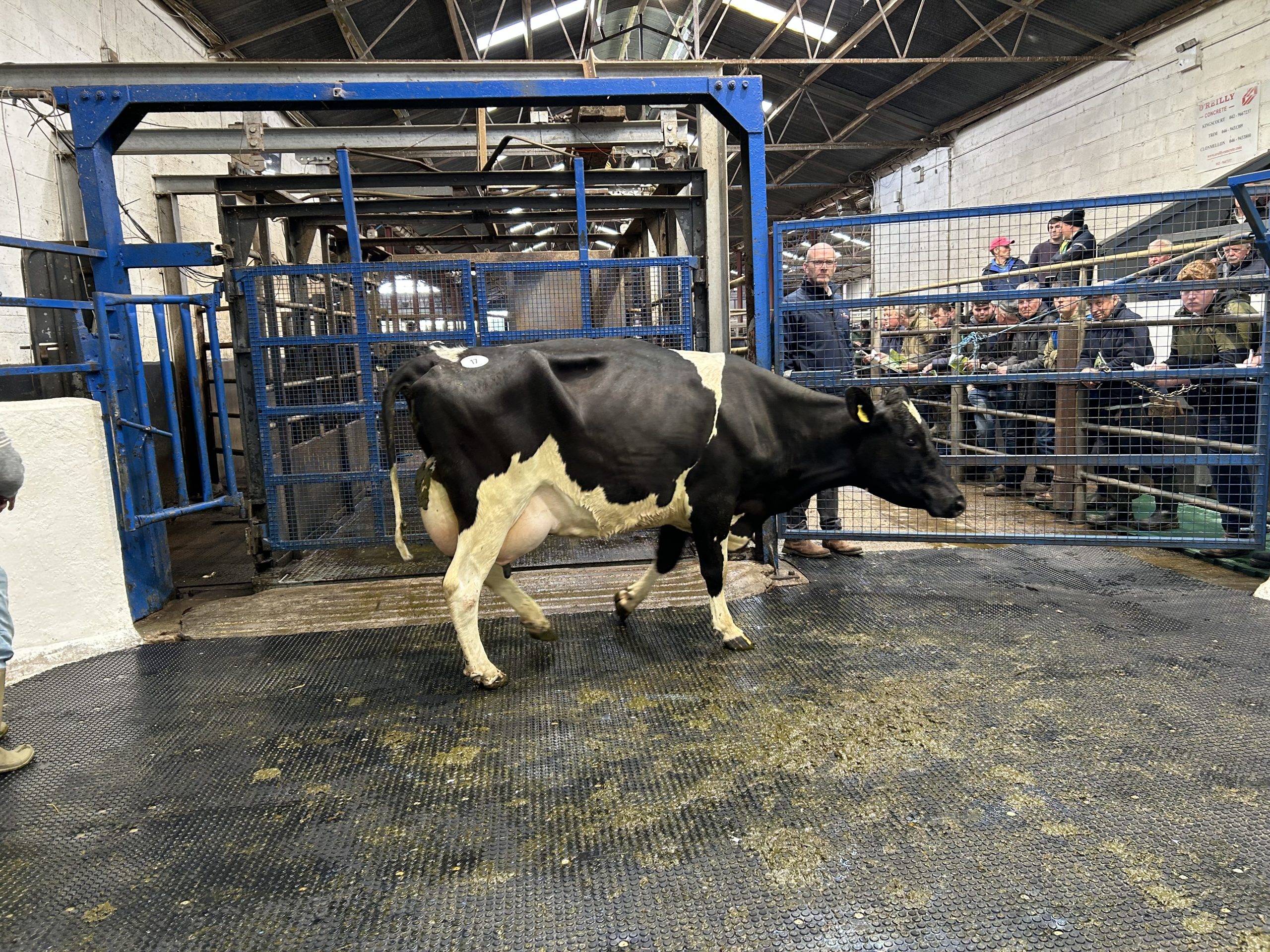 Lot 17: Greenhills Picasso Sugar 2, EBI of €295 produced 587 kg of MS in second lactation with 3.86% protein sold for €4,800