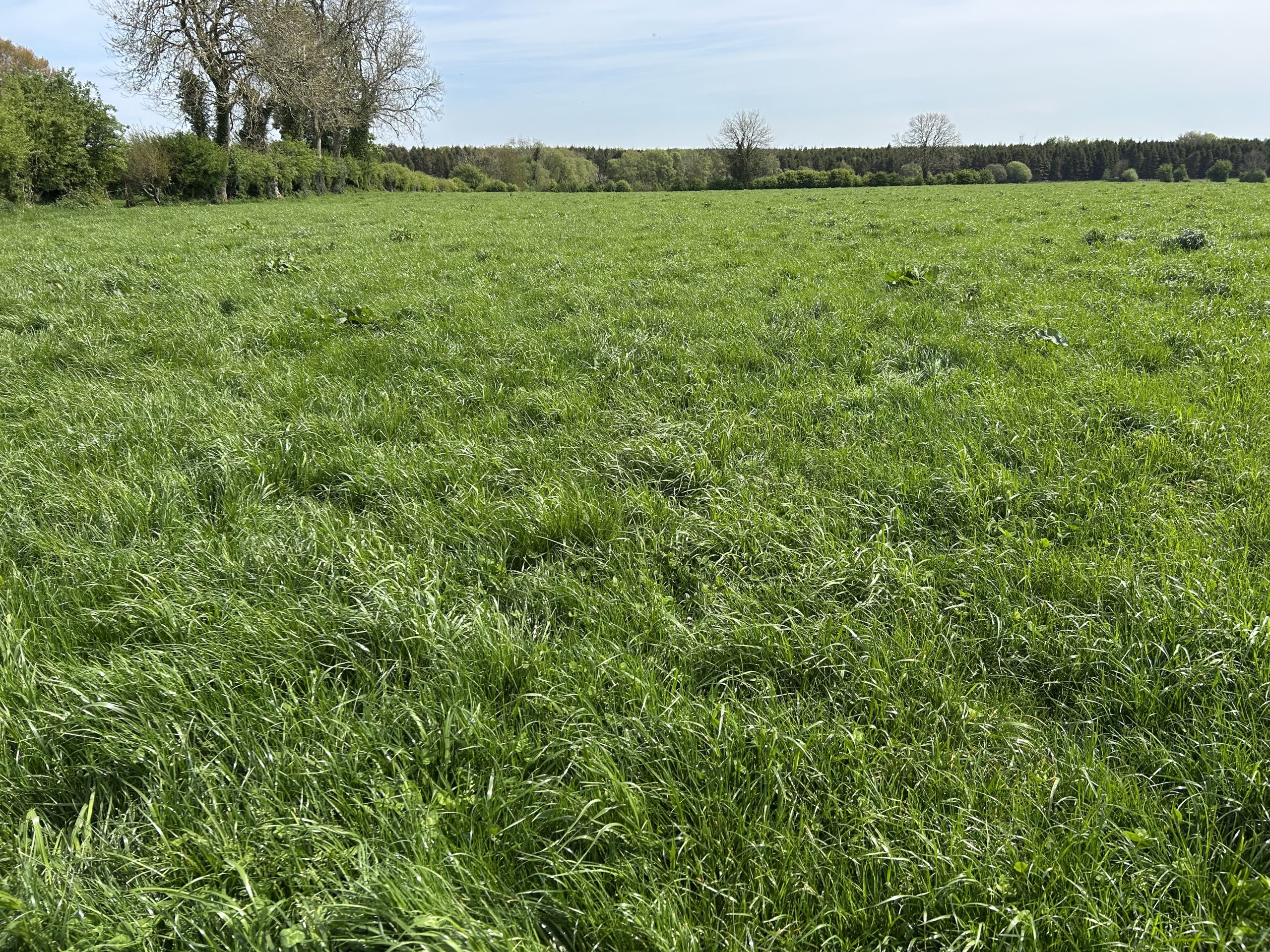 A heavy cover on the farm which Michael intends to cut for bales