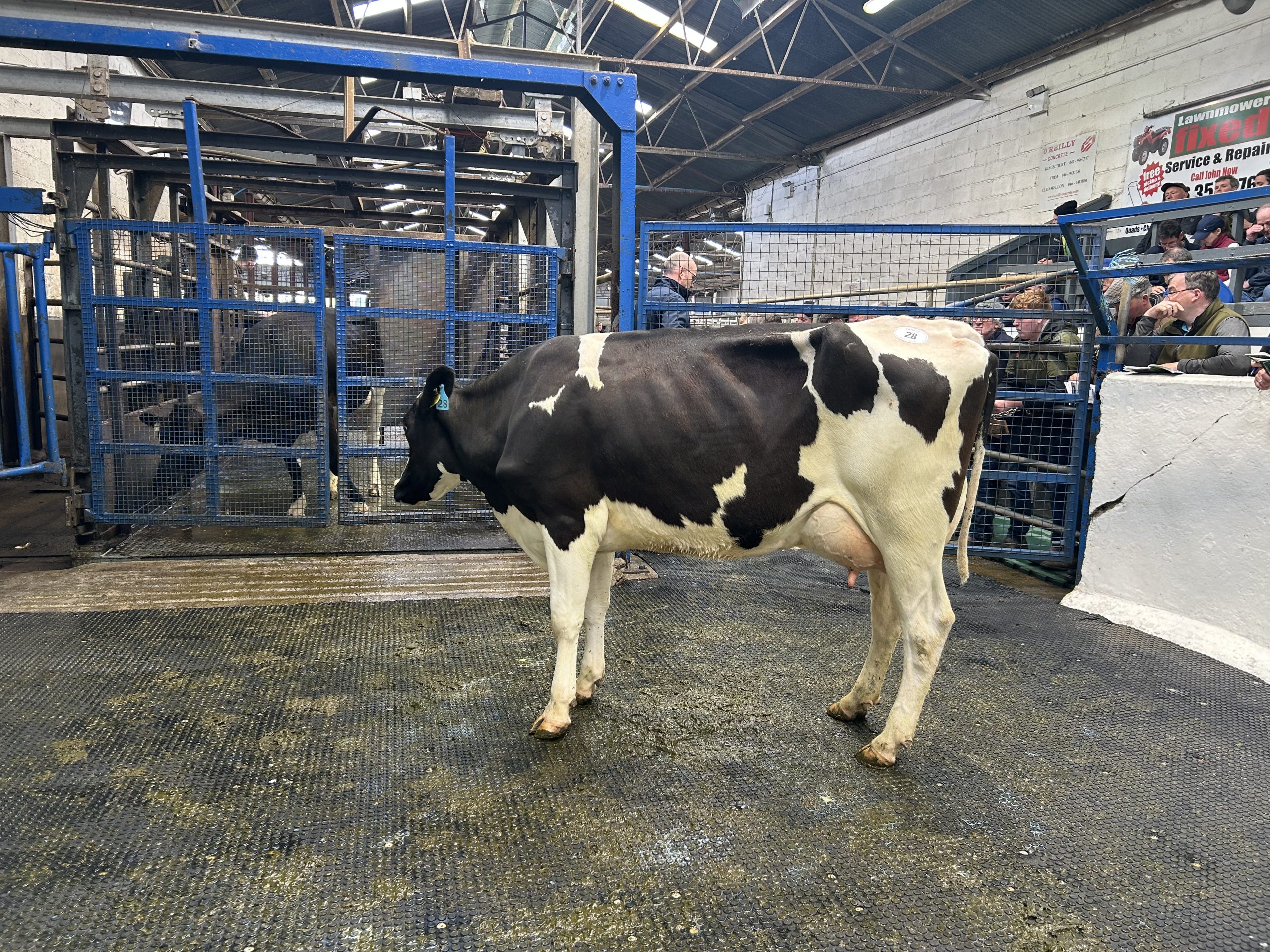 Lot 28: Greennhills Stark Fergie, EBI of €273, produced 467kg of MS with 3.94% protein in second lactation sold for €4,300