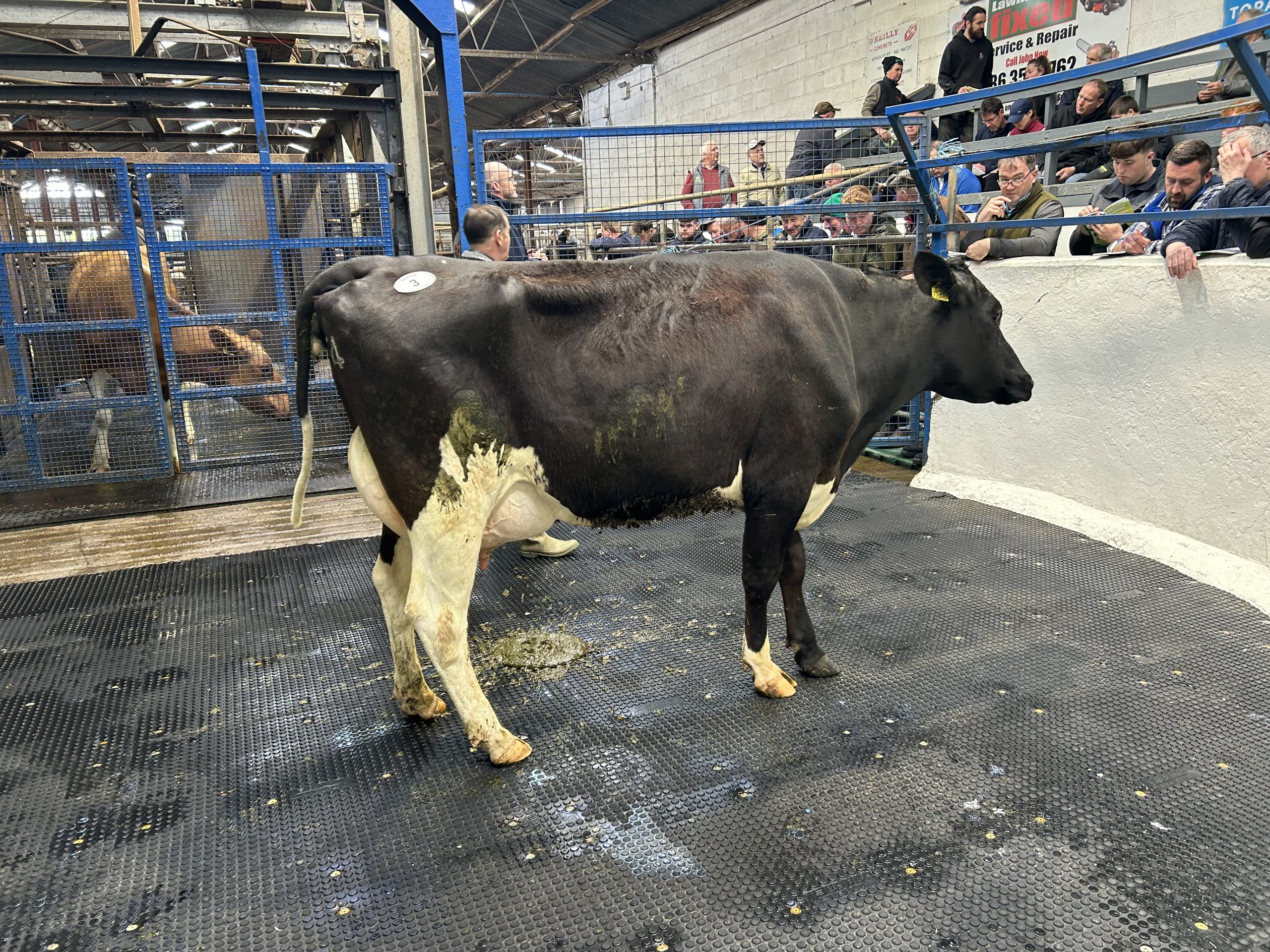 Lot 3: Greenhills Alberto Mellon, EBI of €205 with a 3.86% projected protein on her second lactation sold for €3,300