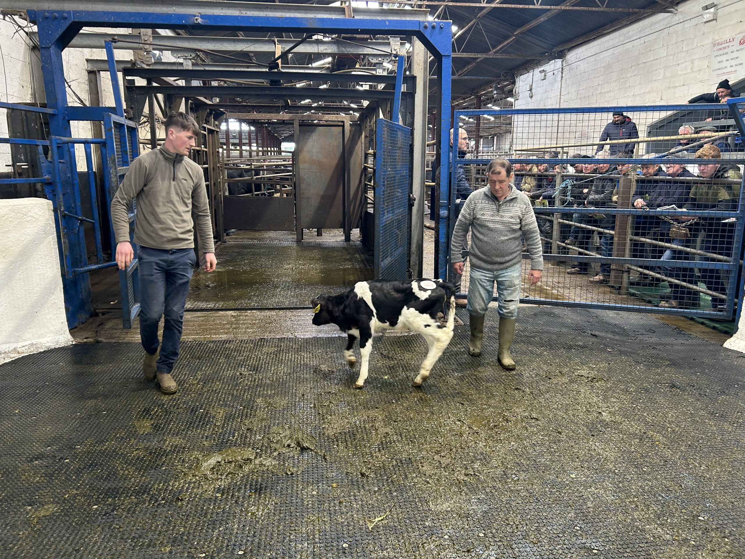 EBI of €268, sired by Greenhills Ronocco 7 and dam Greenhills Pivotal Louise, who produced 470kg of MS in her second lactation. The calf sold for €900