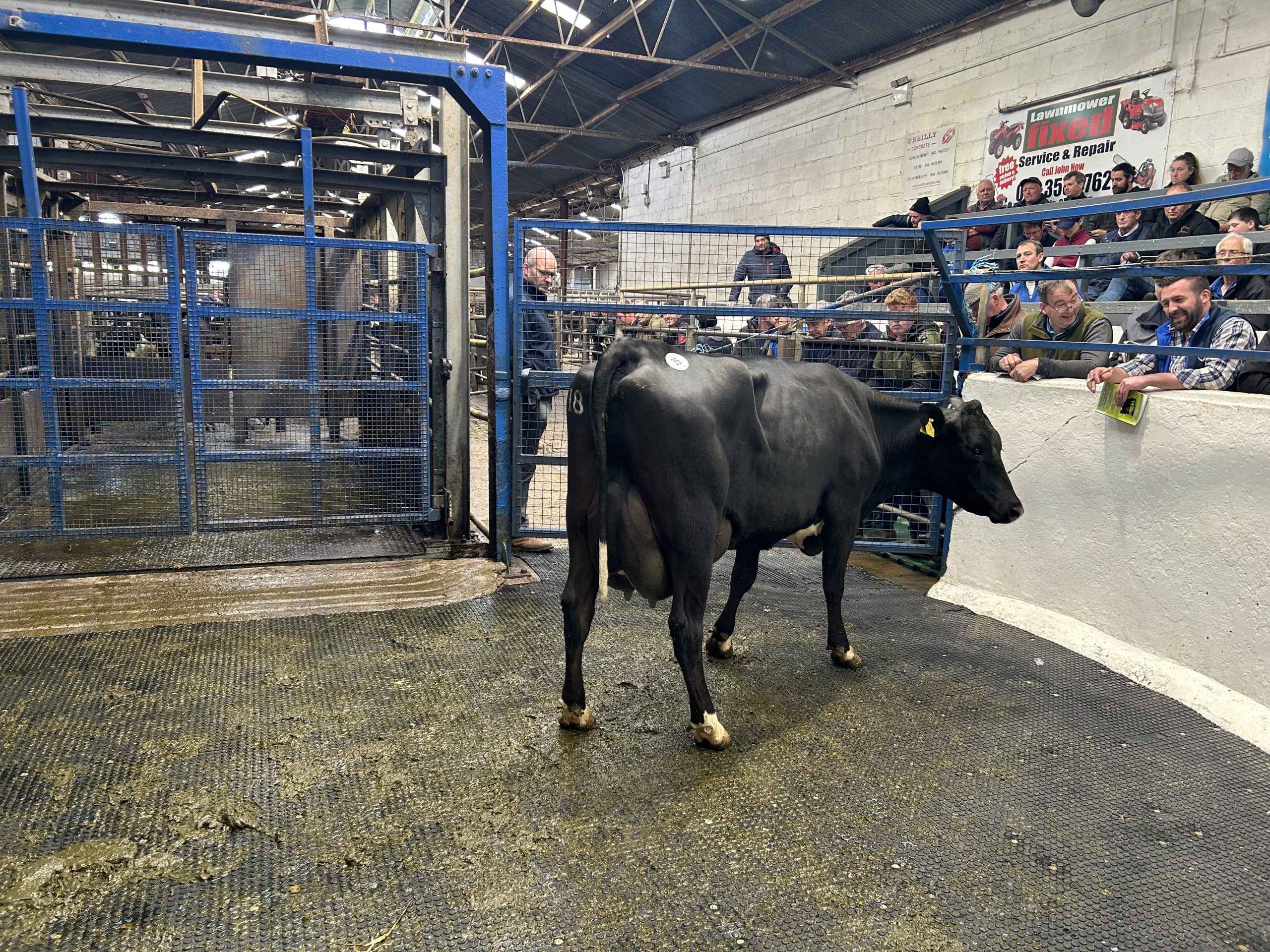 Lot 35: Greenhills Stark Rose, EBI of €317, produced 543kg of MS with 4.16% protein in second lactation sold for €4,700