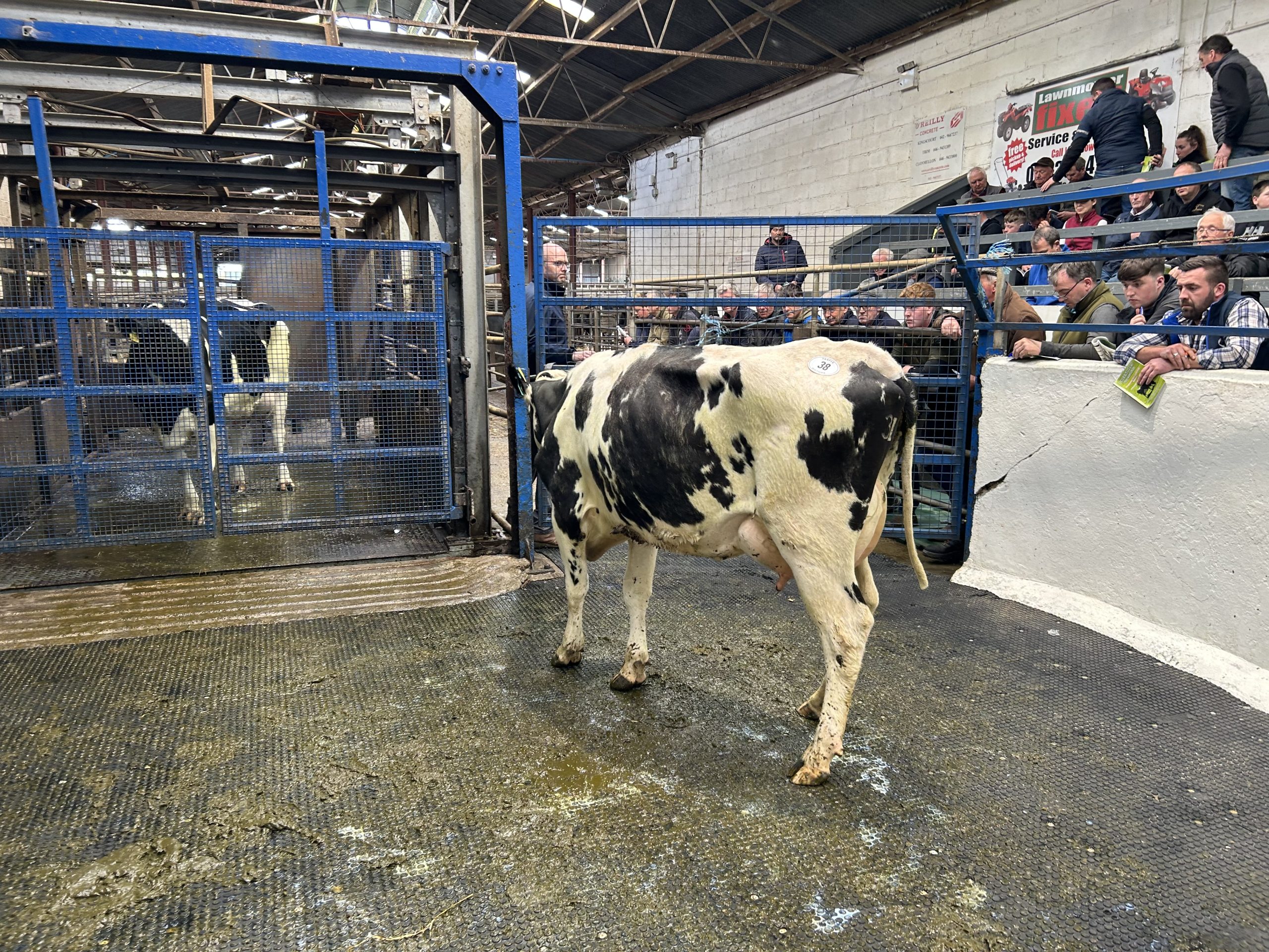 Lot 38: Greenhills Superdry Rose, EBI of €320 and is projected to produce over 500kg of MS with 3.86% protein in her first lactation sold for €4,400