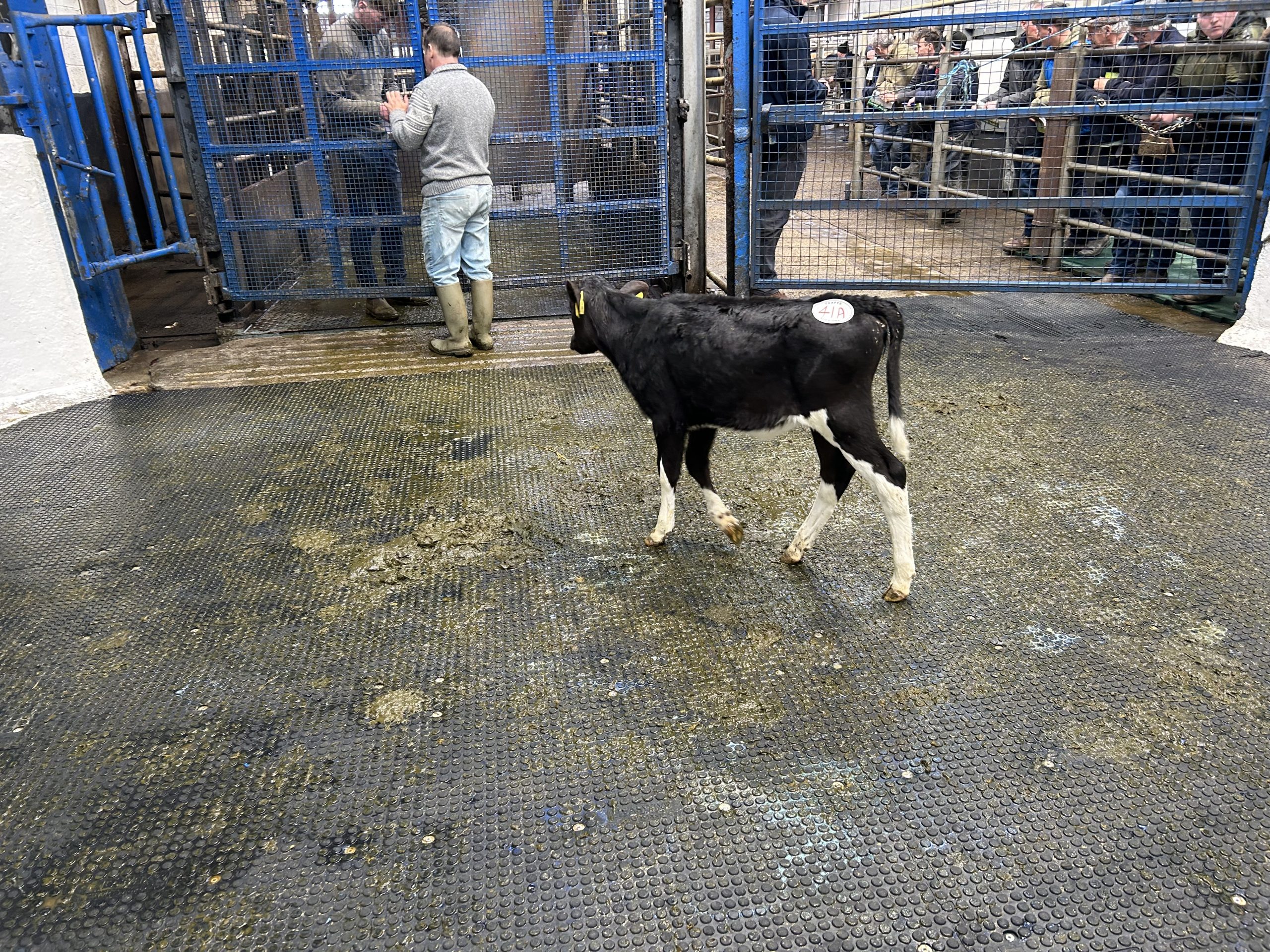 EBI of €313, sired by Greenhills Ballintosig (FR7907) and dam Greenhills Zeus Rose, who produced 450kg of MS in first lactation. Calf sold for €1,100