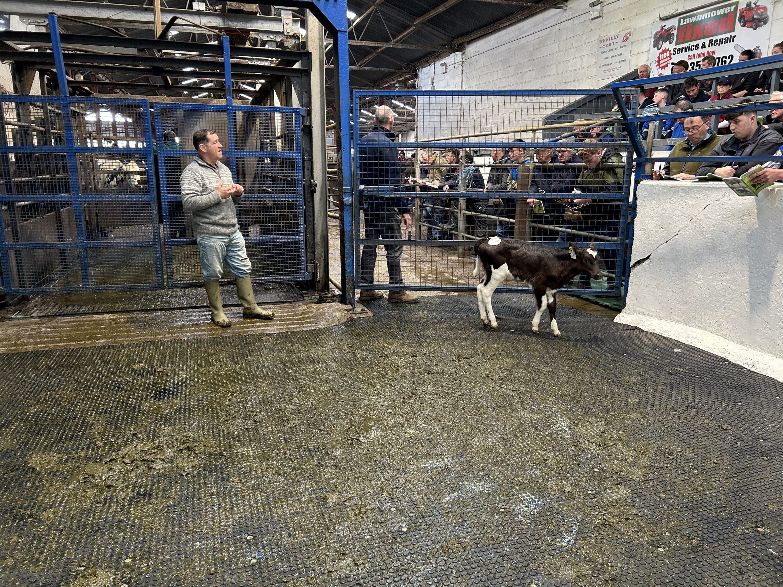 EBI of €328, sired by Olcastletown Mojo and dam Greenhills Albert Becky, who produced 576kg of MS with 4.03% protein in third lactation. Calf sold for €1,600