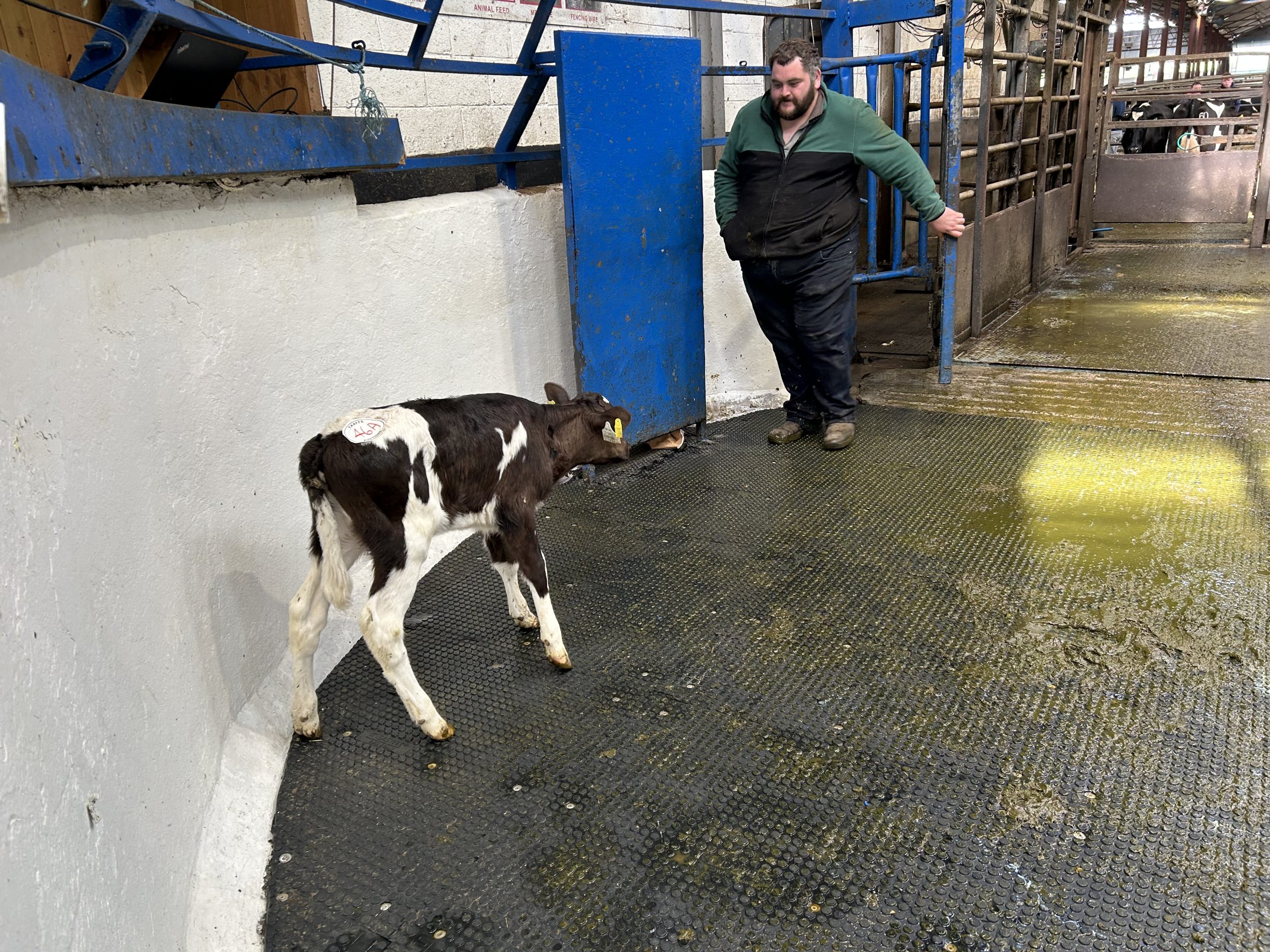 EBI of €271, sired by Tankardsrock Teak and dam Greenhills Derrinsallow Becky, who produced 500kg of milk solids in her sixth lactation. Calf sold for €950