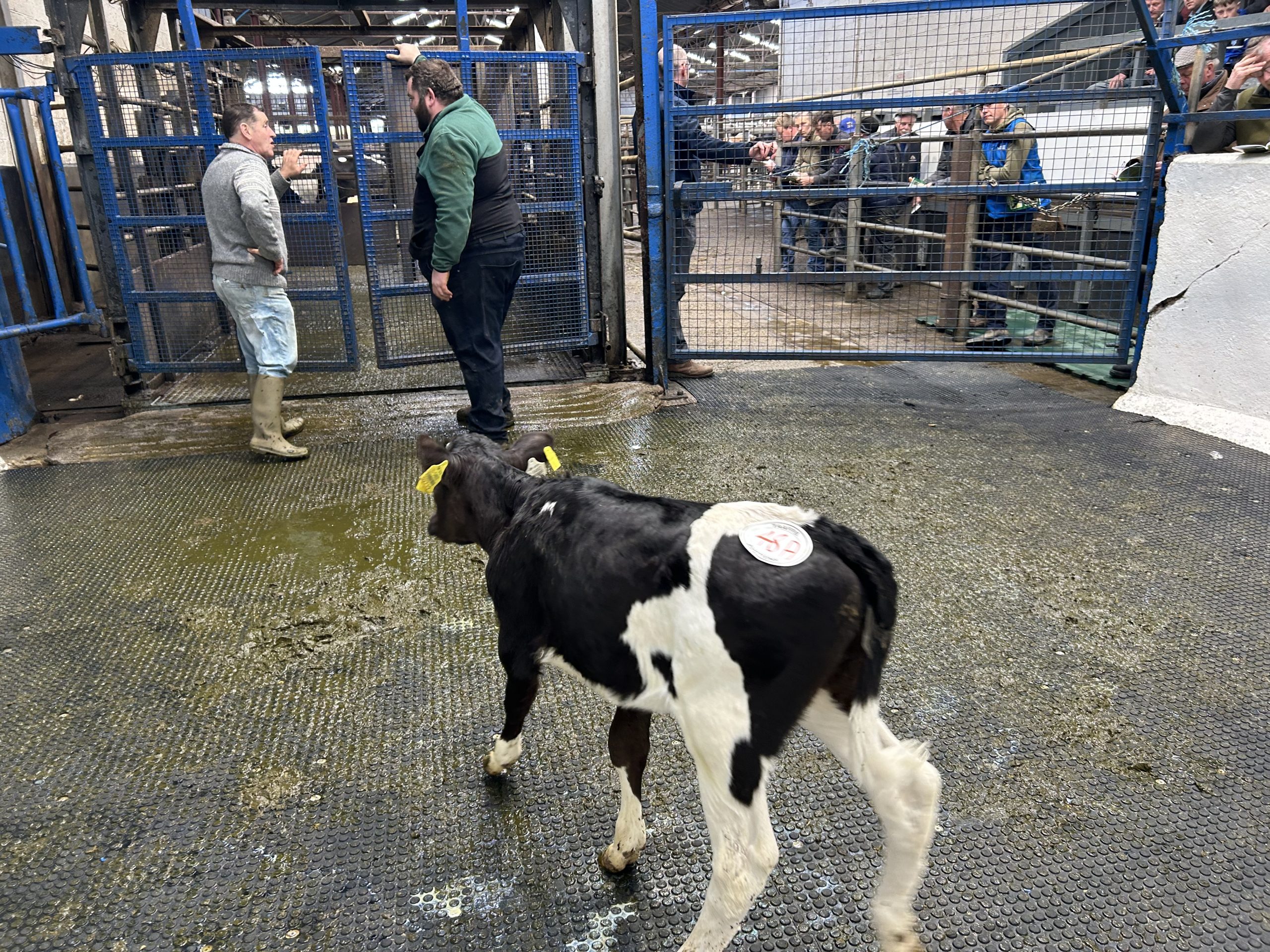 EBI of €282, sired by Tankardsrock Teak and dam Greenhills Ebony Sonia, who produced 562kg of MS with 3.89% protein in third lactation. The calf sold for €2,200