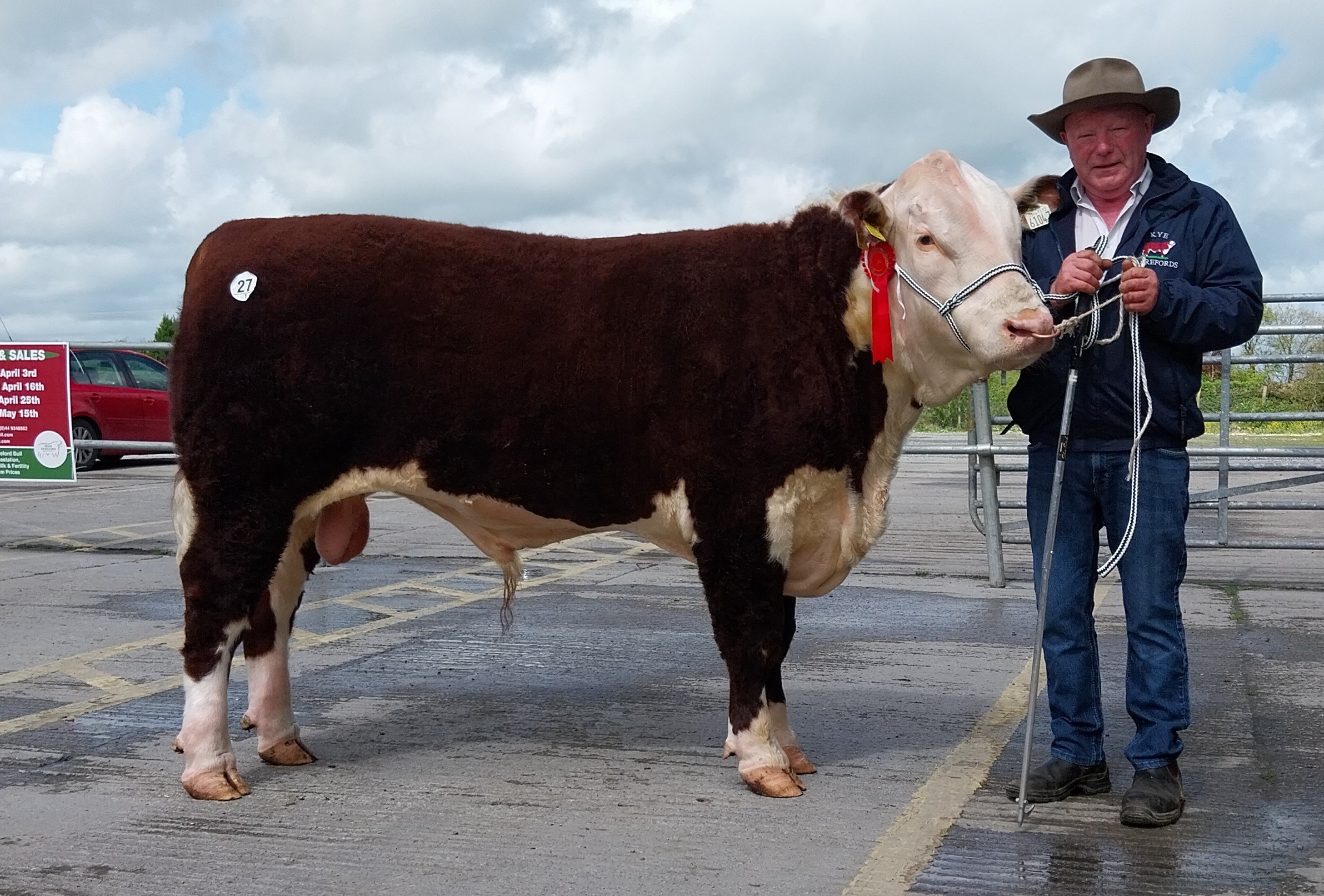 Kye Paul 047 sold for €5,600 with breeder Padraig McGrath