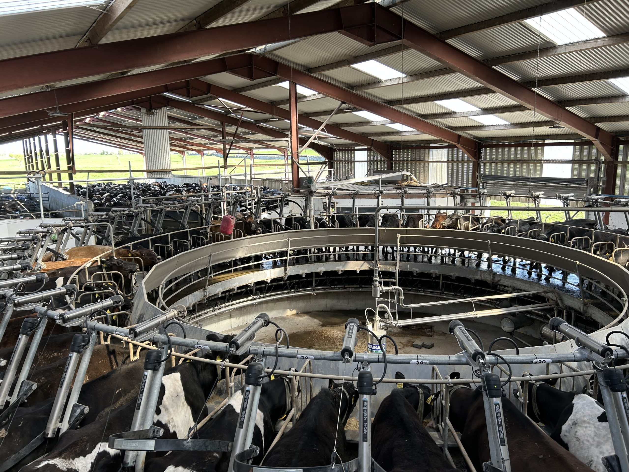 Milking starts at 06:00a.m and 03:00p.m every day