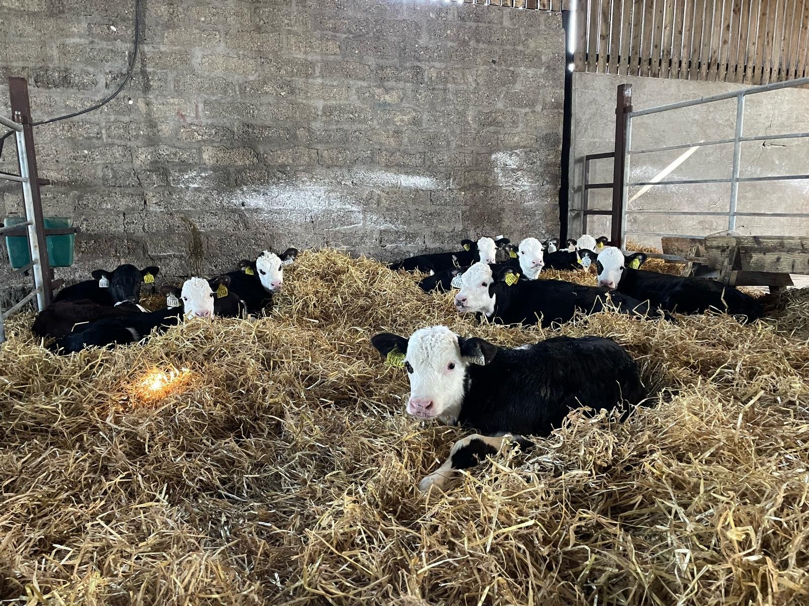 The average calf arrival weight has been 61kg