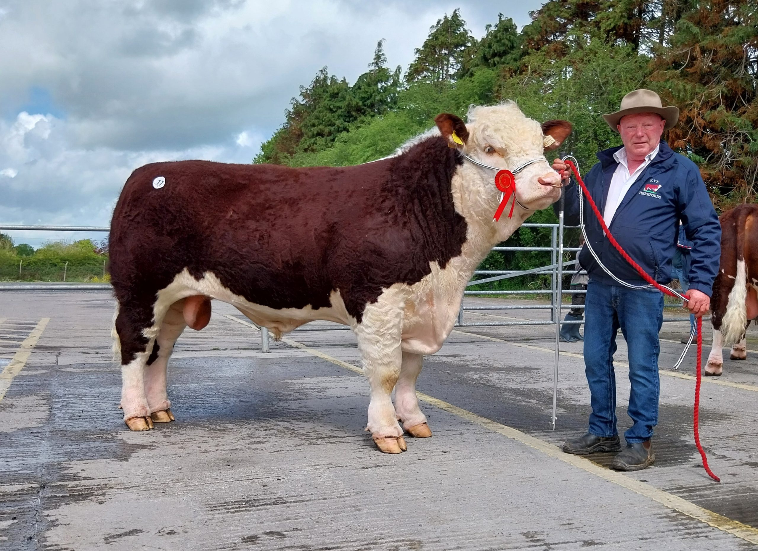 Kye Ranger 034 HH sold €4,600 with breeder Padraig McGrath