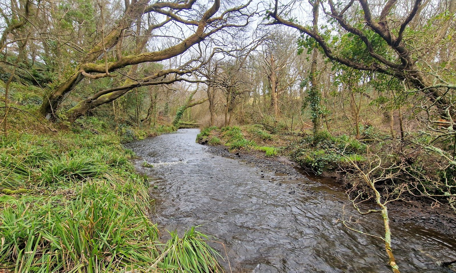 Ballymacraven River. Image source: Ruairí Ó Conchúir
