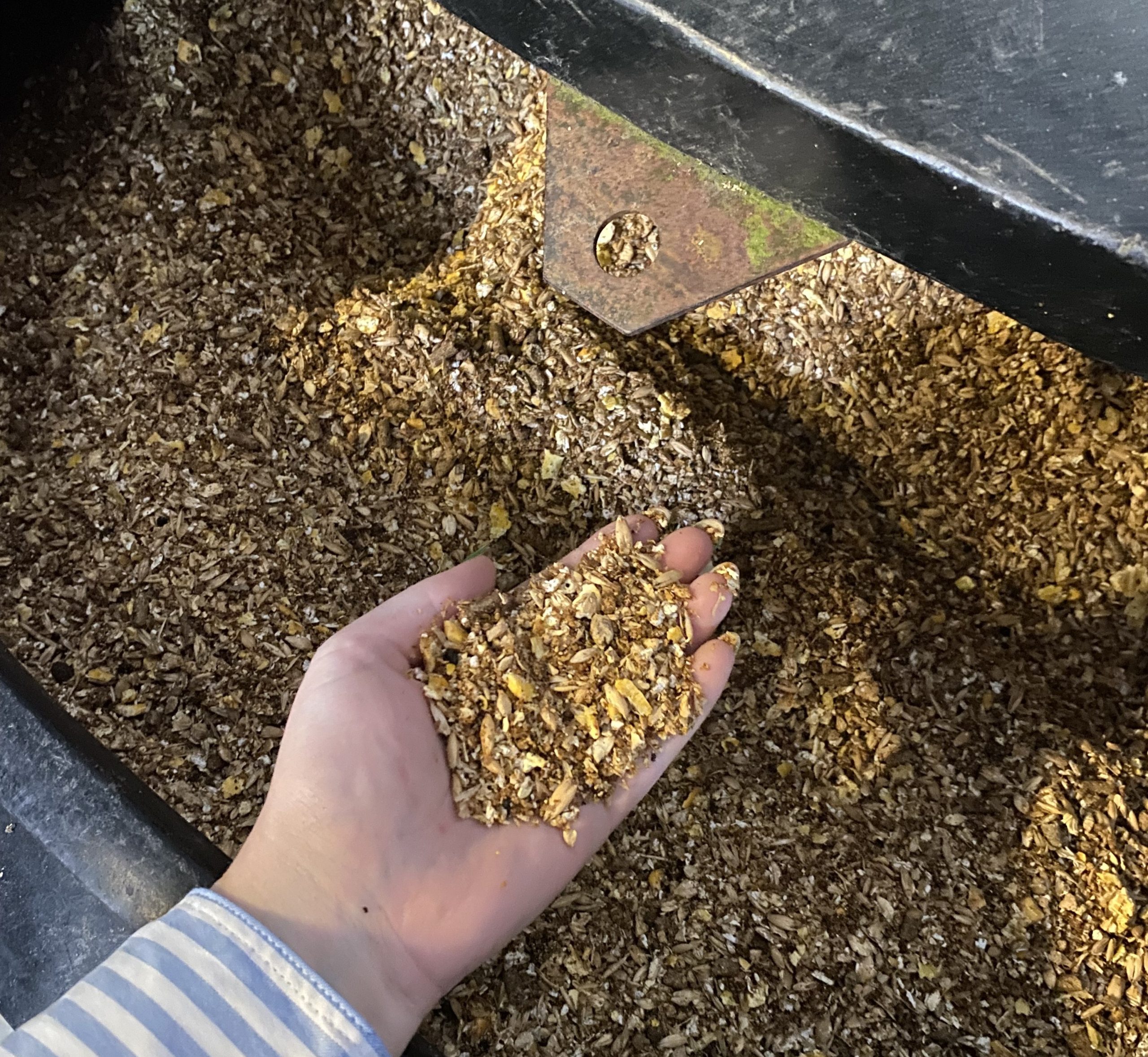 Rolled oats are being added to the calf ration this year as a trial to reduce summer scour incidents
