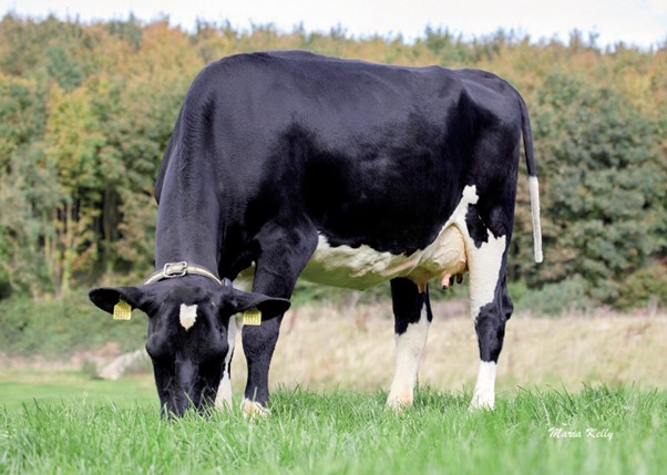 Dam of Bill SRM: Carrigmeal Pivotal Dolly 0123