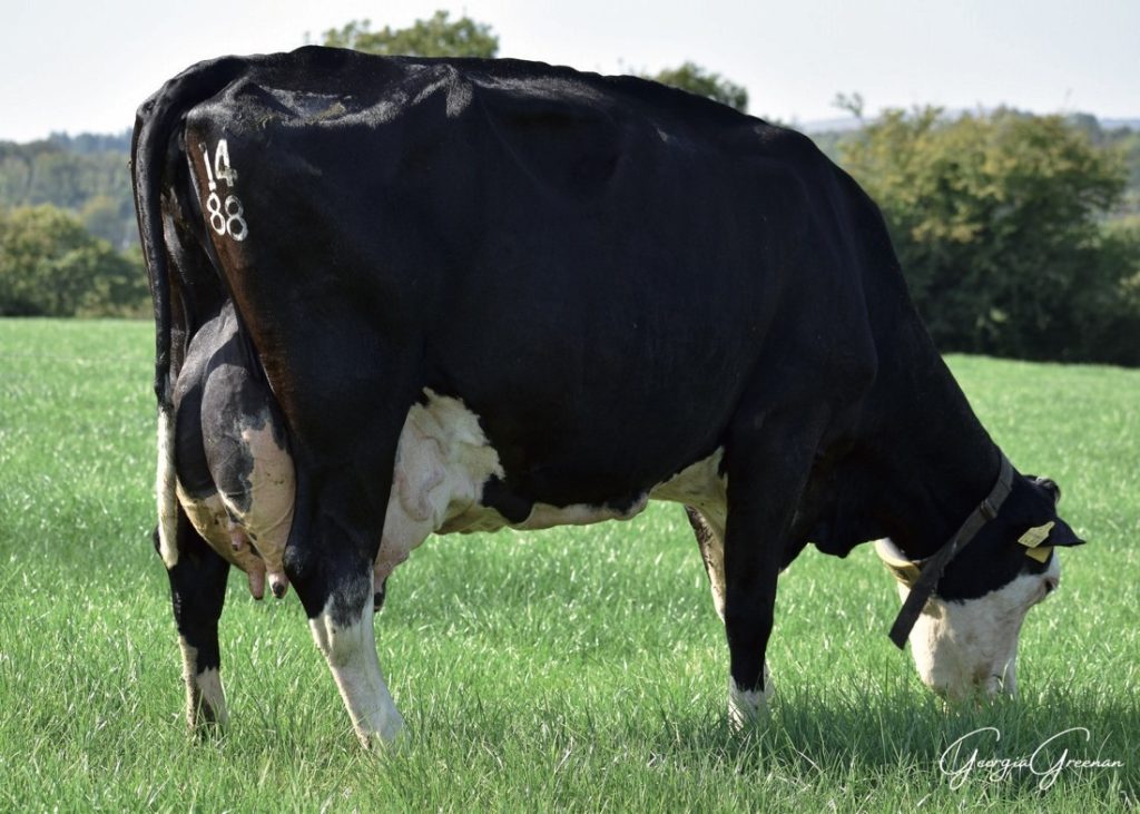 Wolverines dam: Coolnaclehy Yad Monica