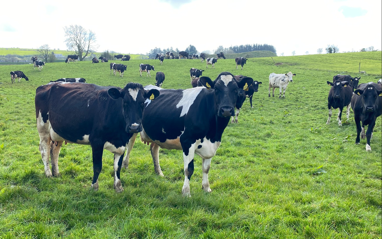 The good weather has allowed for excellent graze outs this year