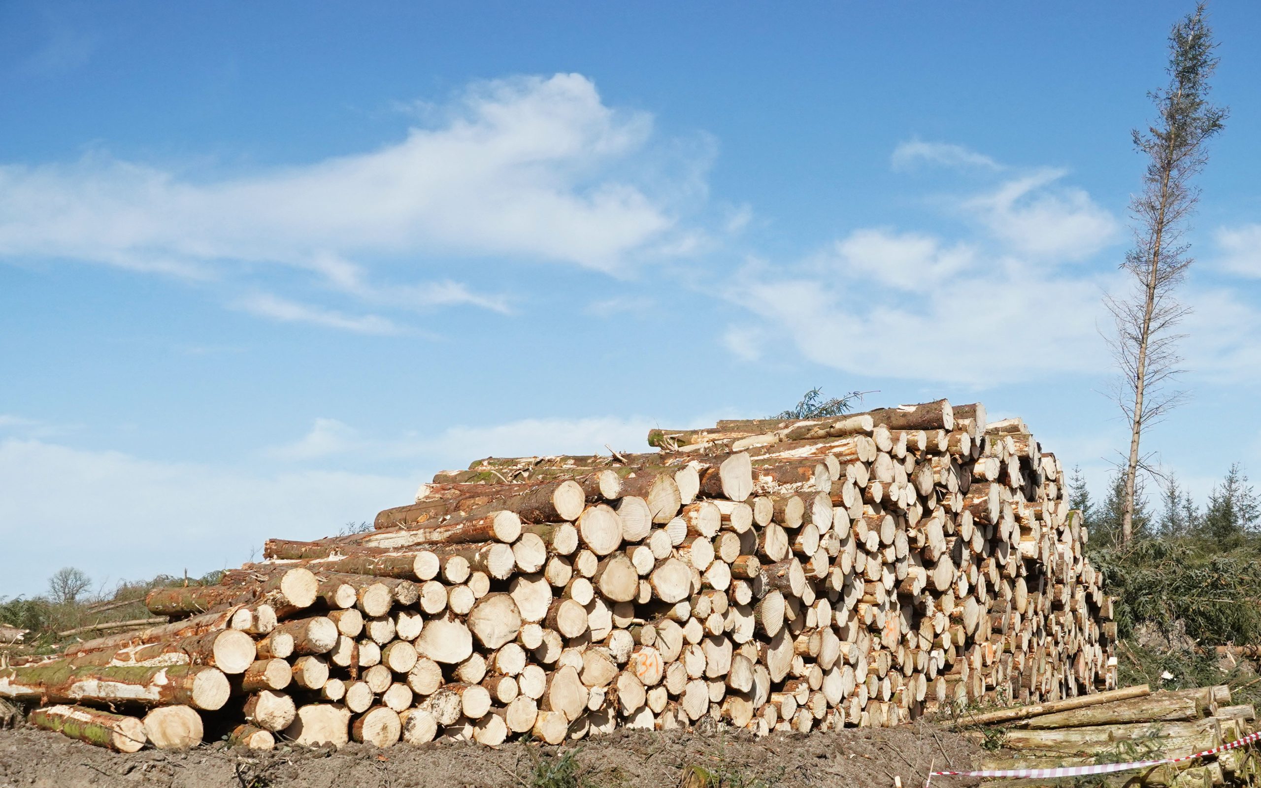 Ensuring that the Irish forestry sector grows is one of the ambitions of Deputy Michael Healy-Rae