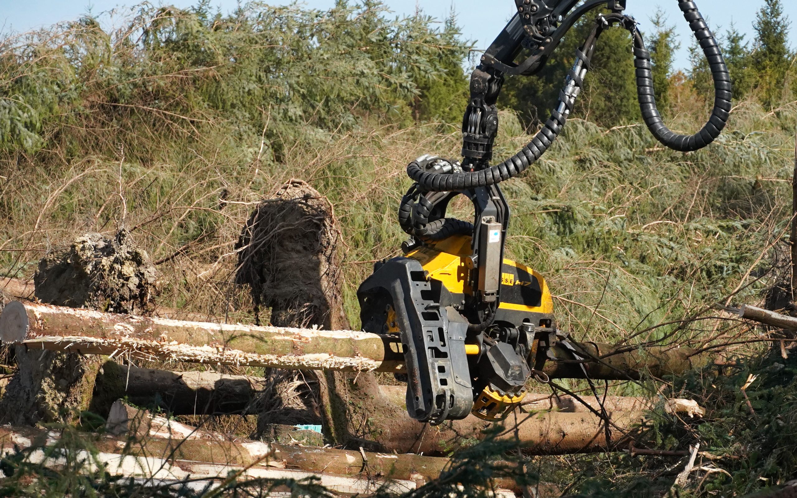 Ensuring proper management of forestry is one of the key goals of the minister