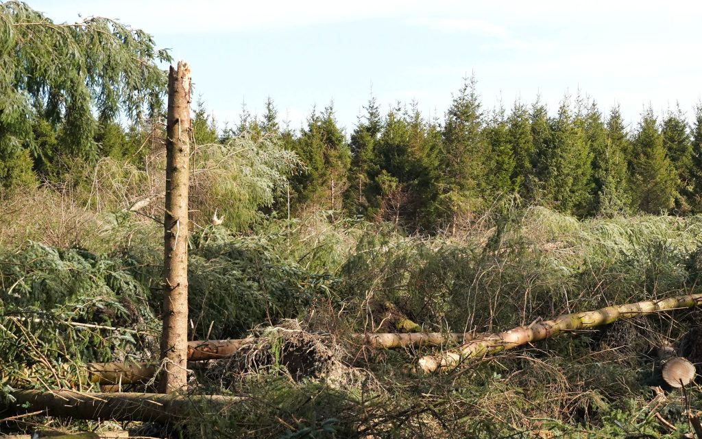 Should the tree have snapped off then the yield of useable timber is reduced