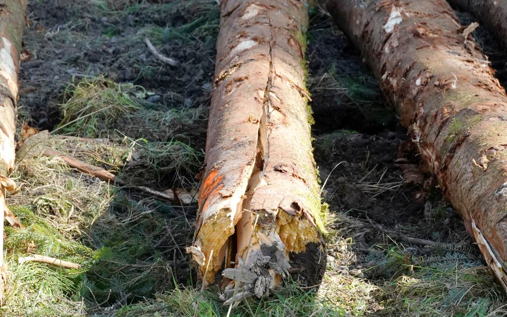 Snapped trunks are of little value although they to must be removed from site