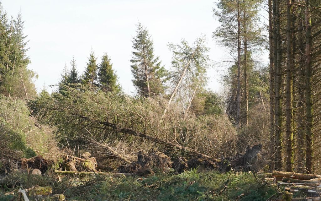 Assessing the extent of the damage and how it relates to undamaged areas is the first action to be taken