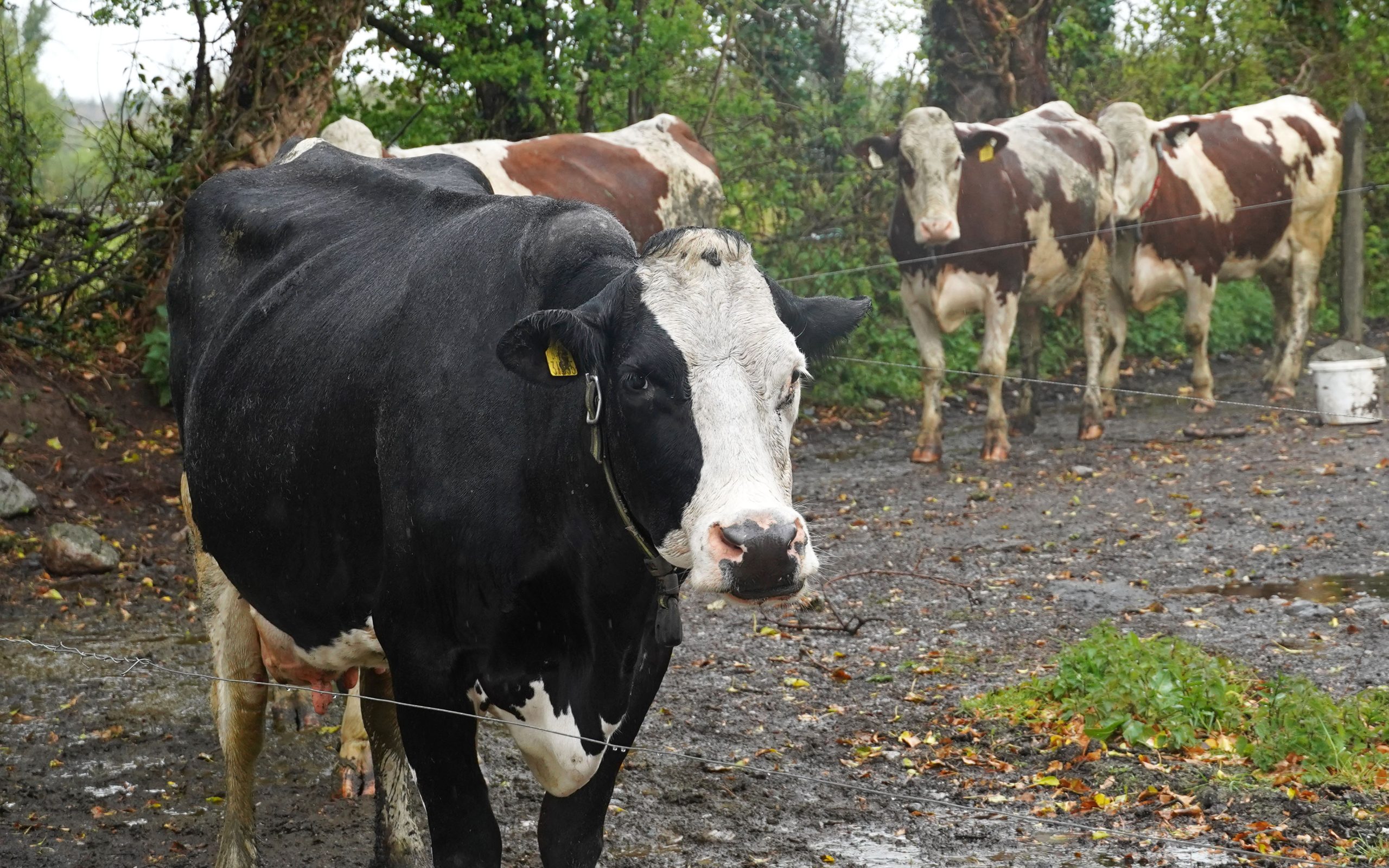 The Montbéliarde breed is rare in Ireland but it performs well in both both beef and dairy enterprises