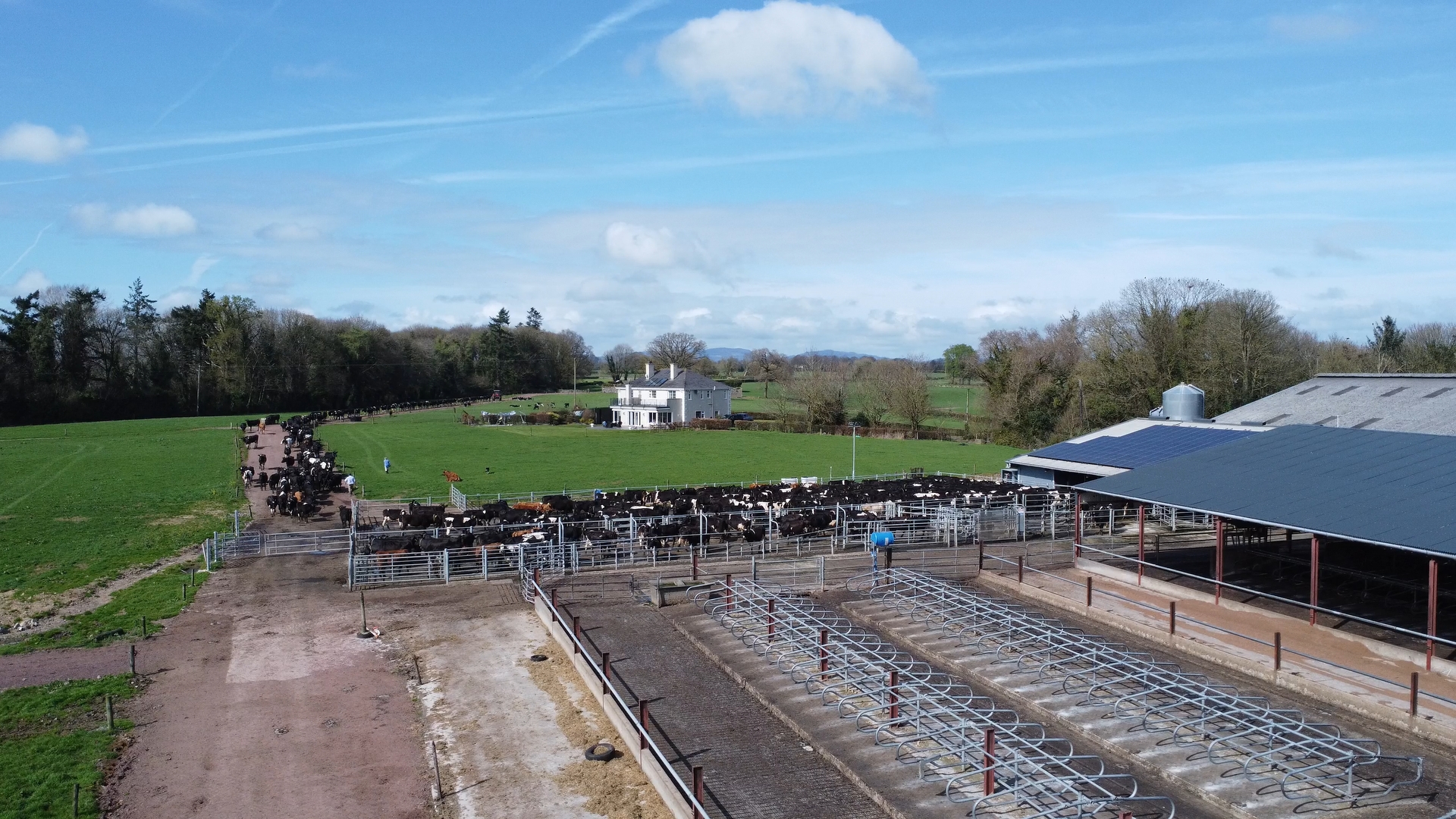 The cow going out to grass after milking