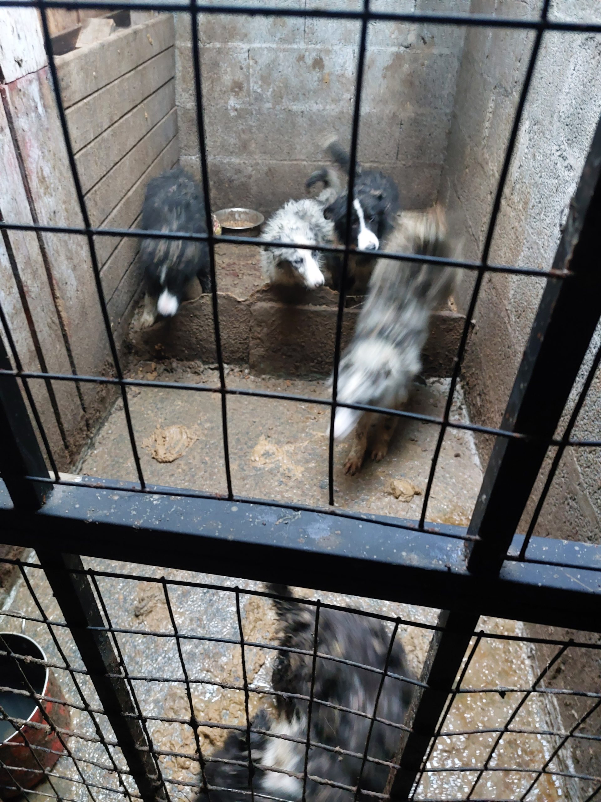 Image source: ISPCA