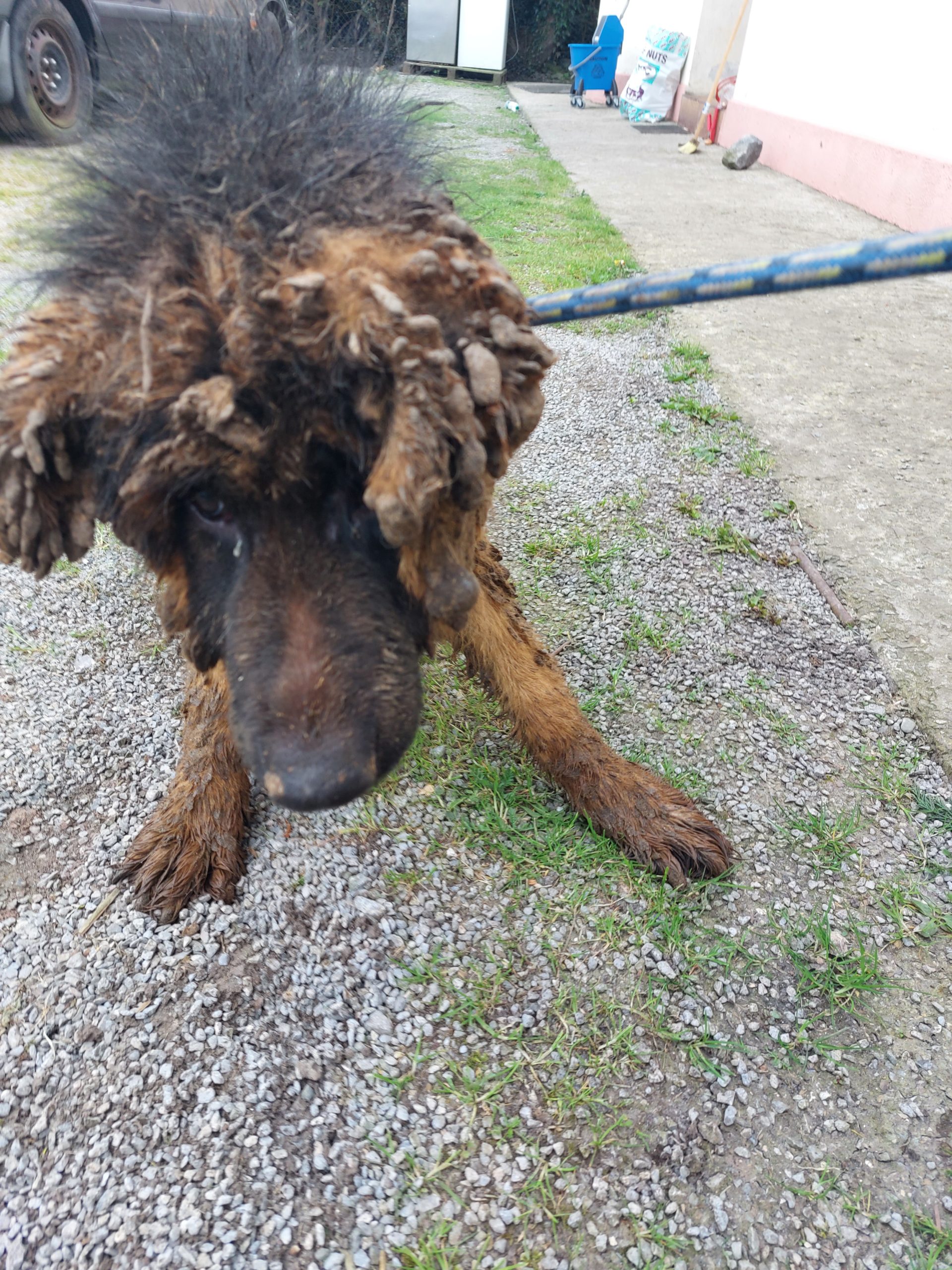 Image source: ISPCA