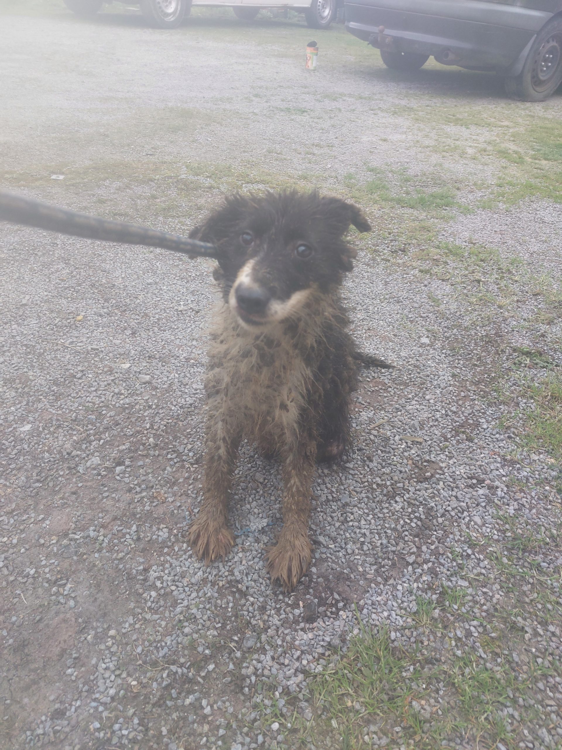 Image source: ISPCA