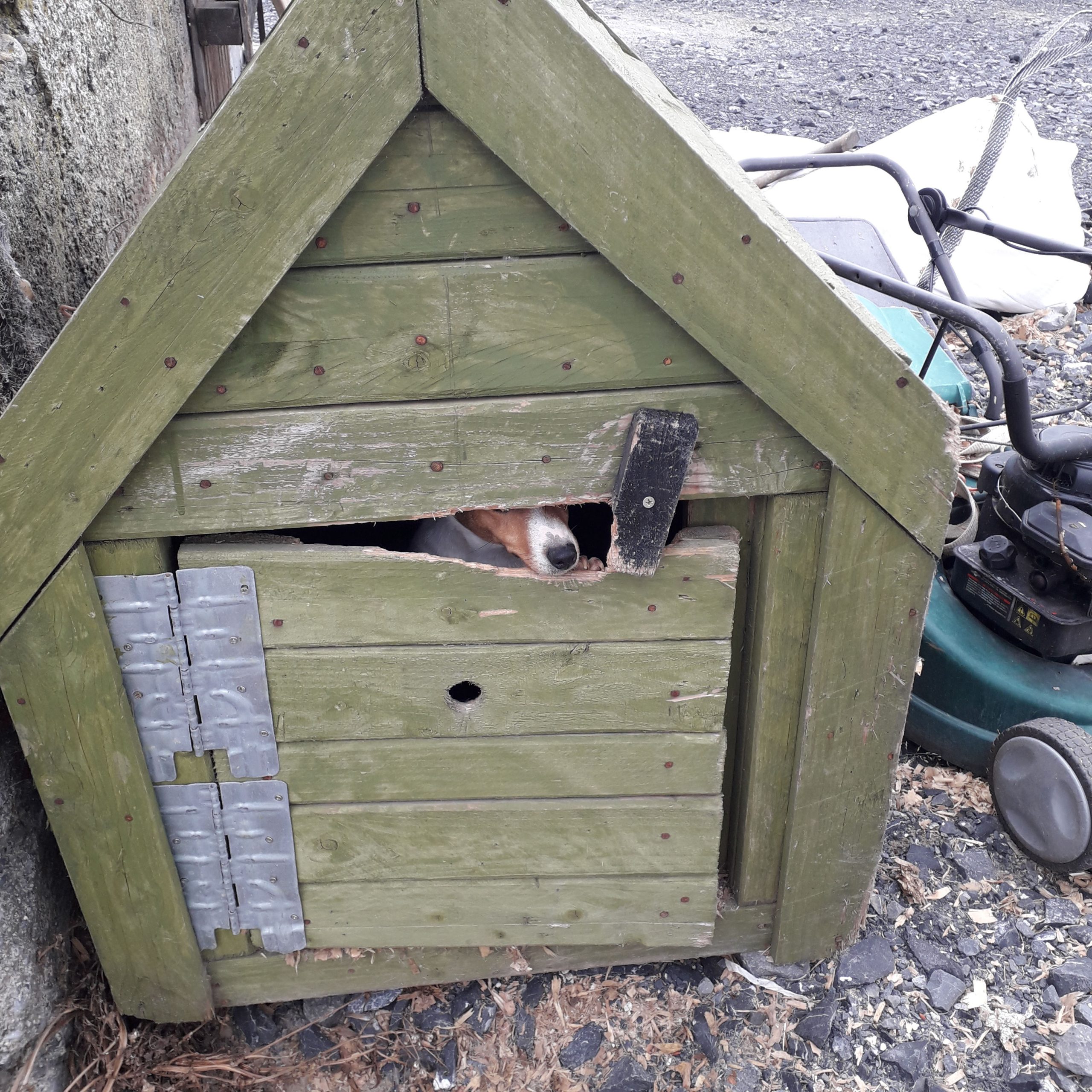 One of the dogs discovered Source: ISPCA