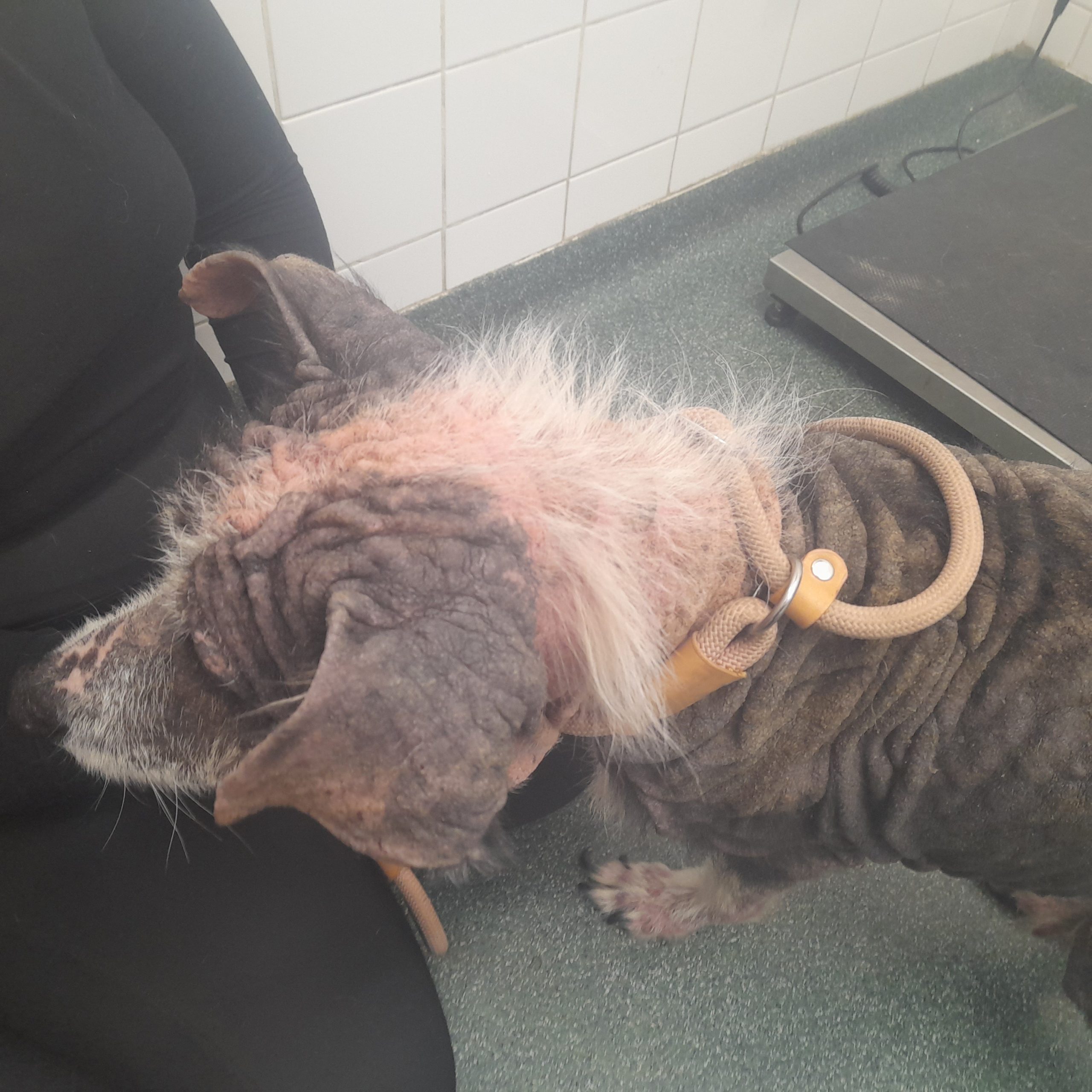 Source: ISPCA