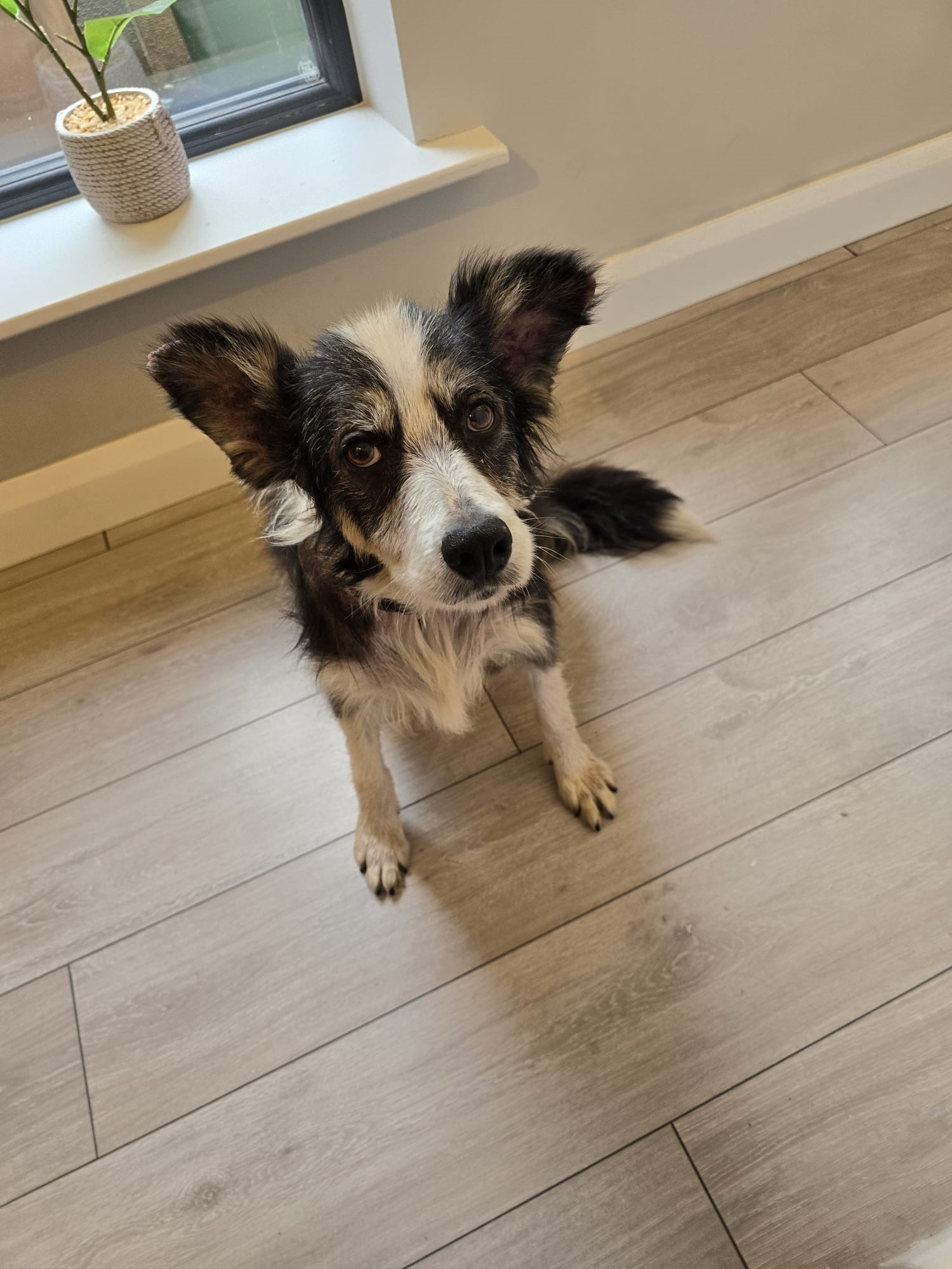 Shadow in her new home. Source: ISPCA