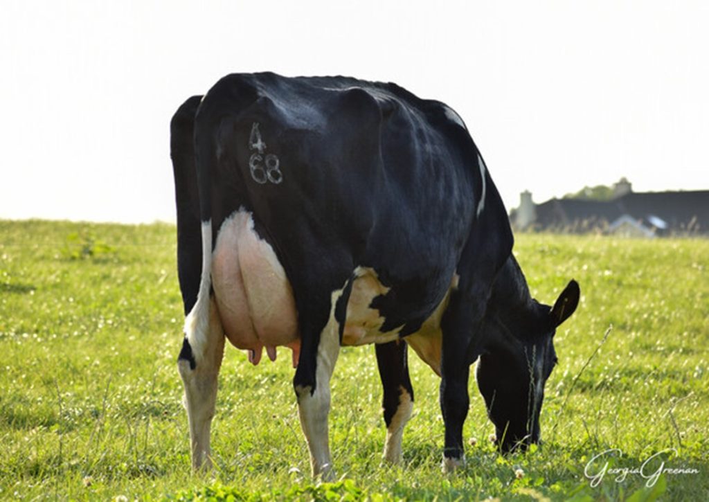 Vancouver's dam: Hillsdale 4482 468 Lass