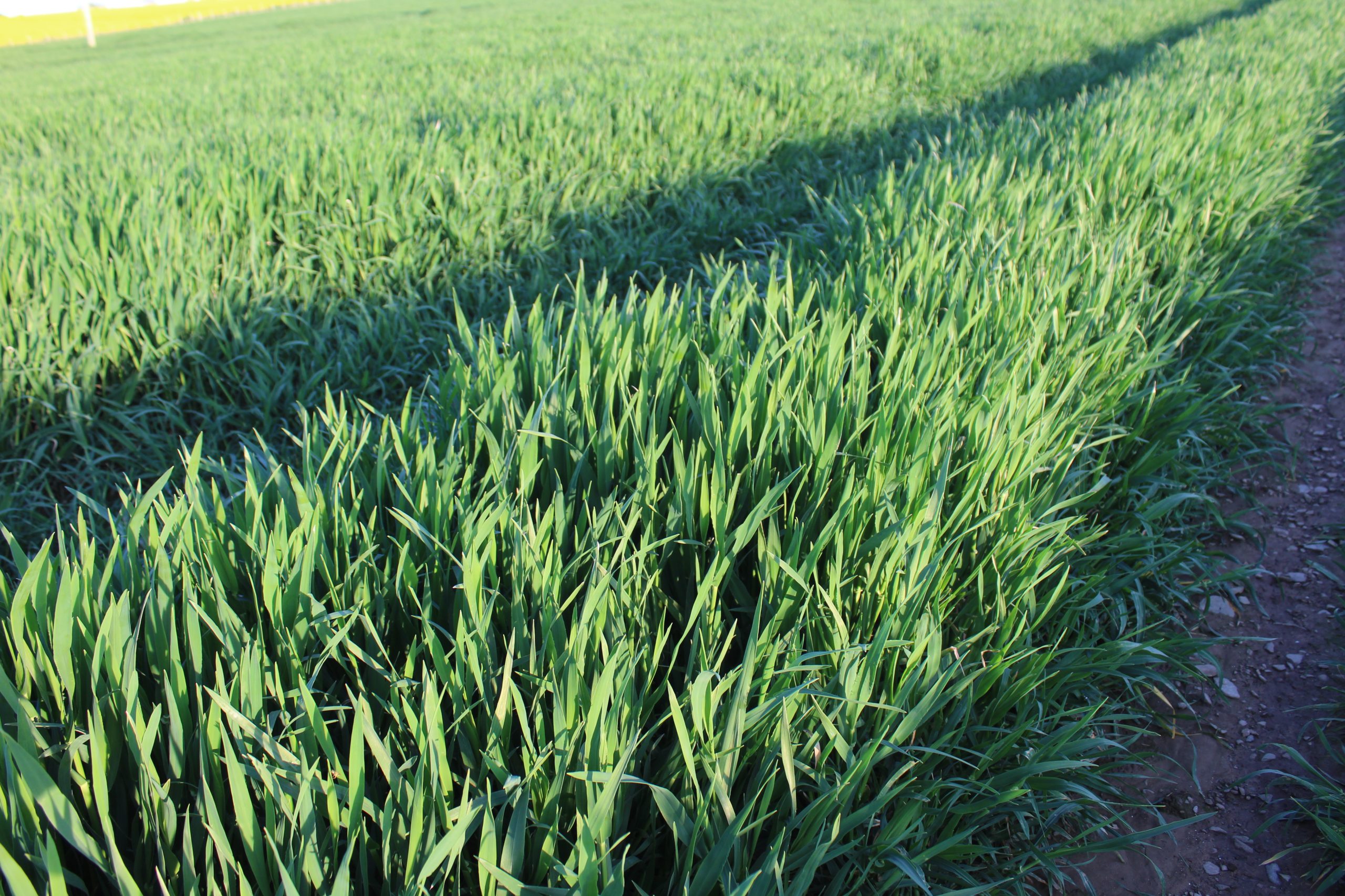 A crop of hybrid barley sown out on the McGuinness farm at the beginning of October 2024