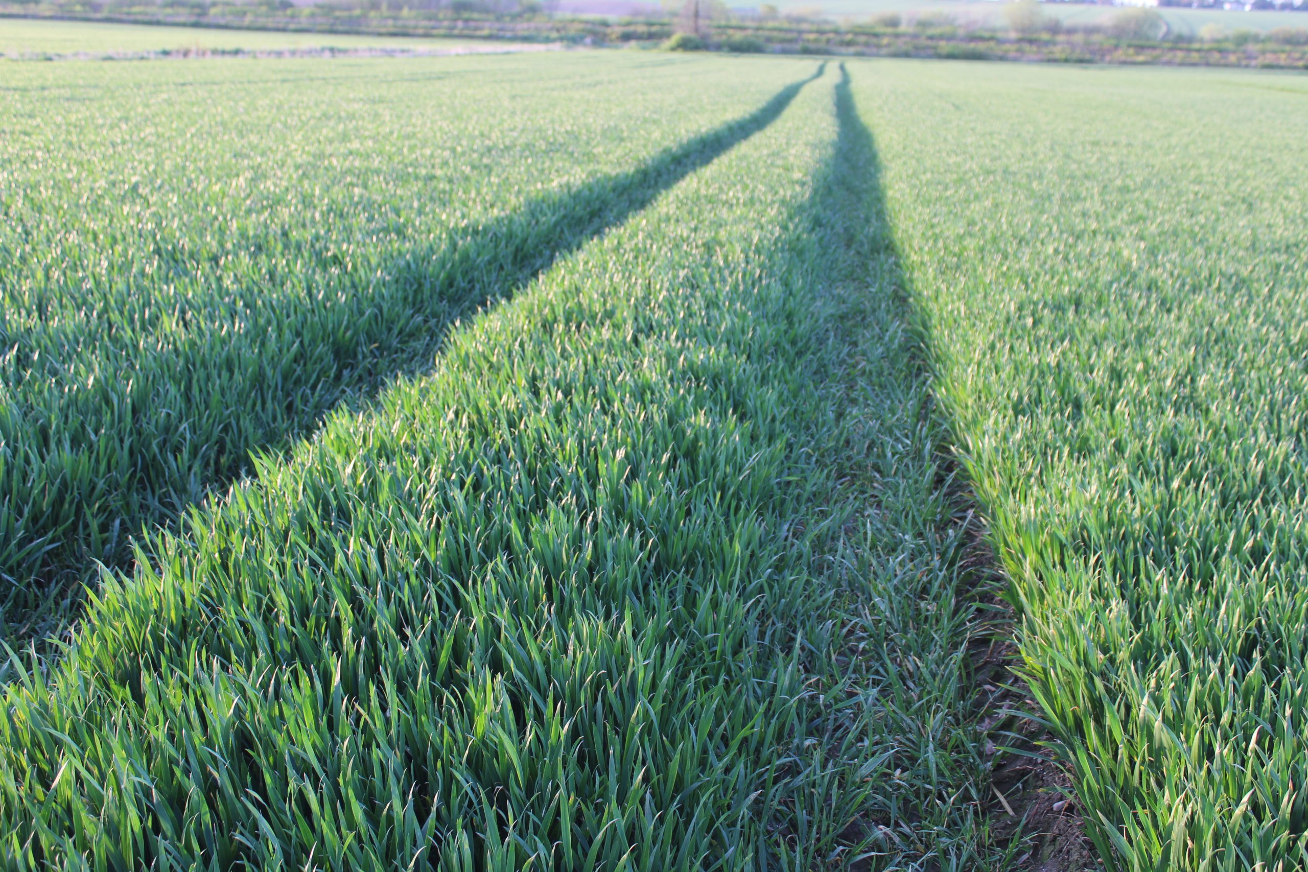 A crop of Graham winter wheat growing on the Co Louth farm of the McGuinness family